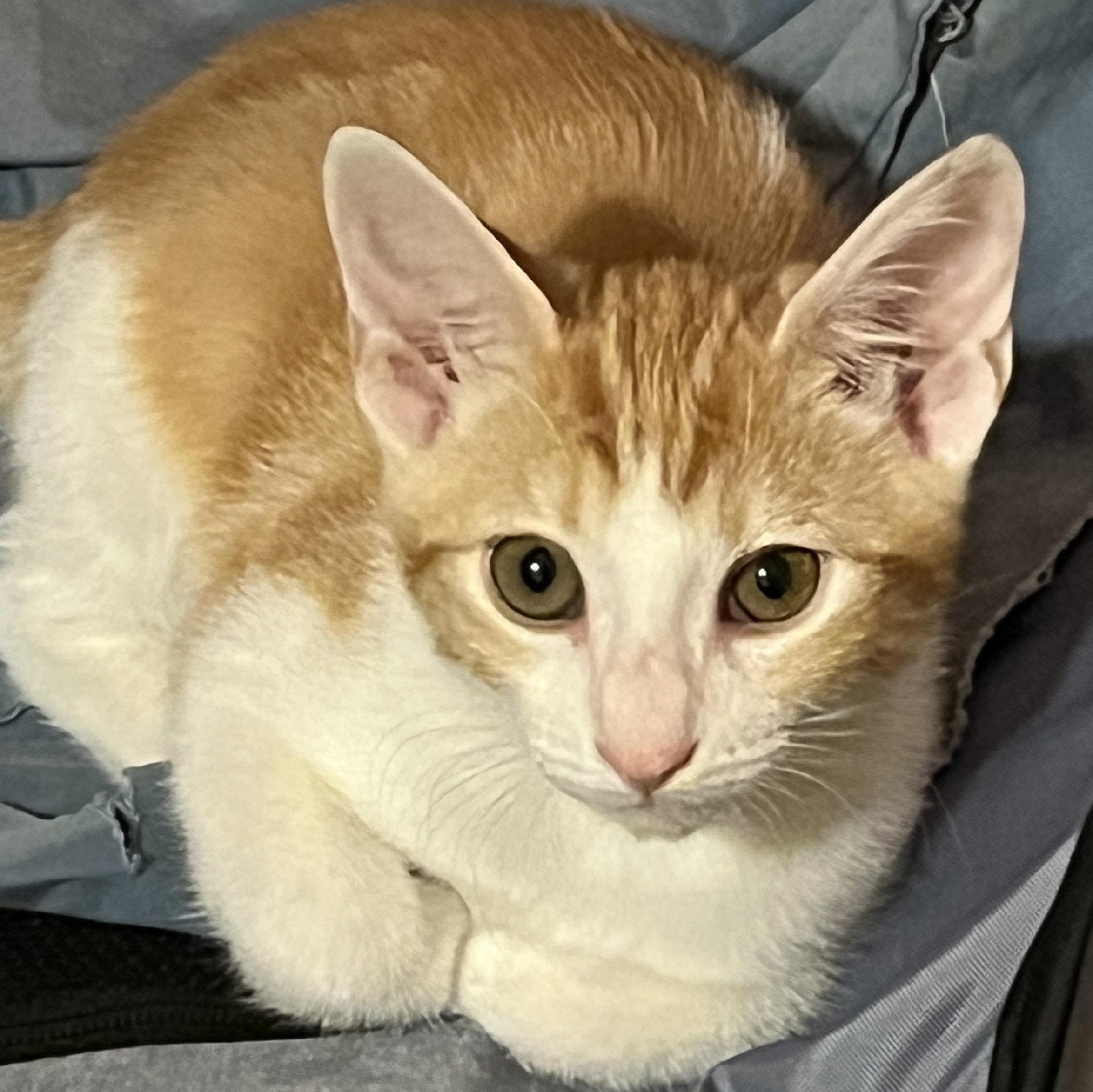 Enlarge Fanta Orange, a Adoptable mixed breed in Phoenix , AZ image 1/5