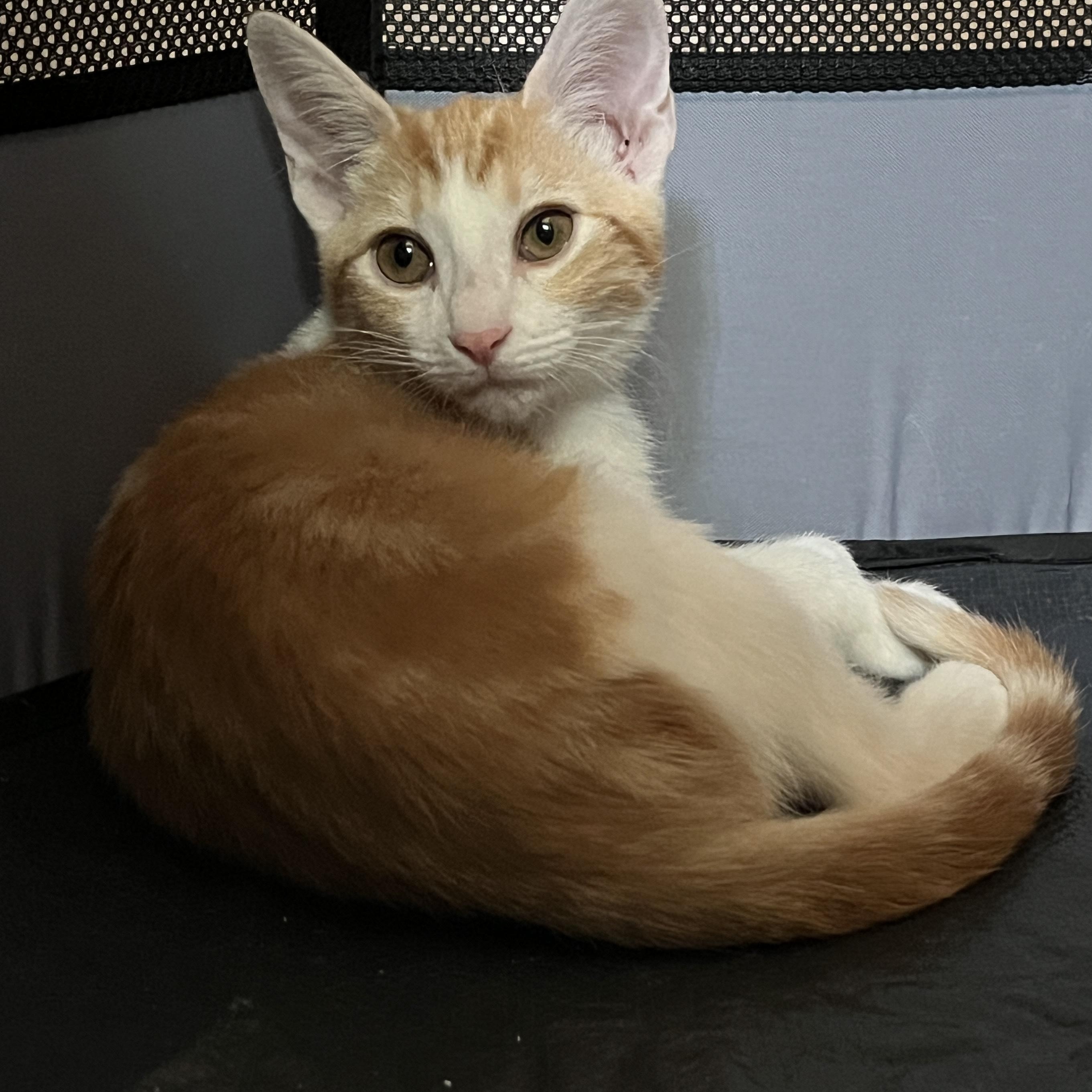 Enlarge Fanta Orange, a Adoptable mixed breed in Phoenix , AZ image 5/5