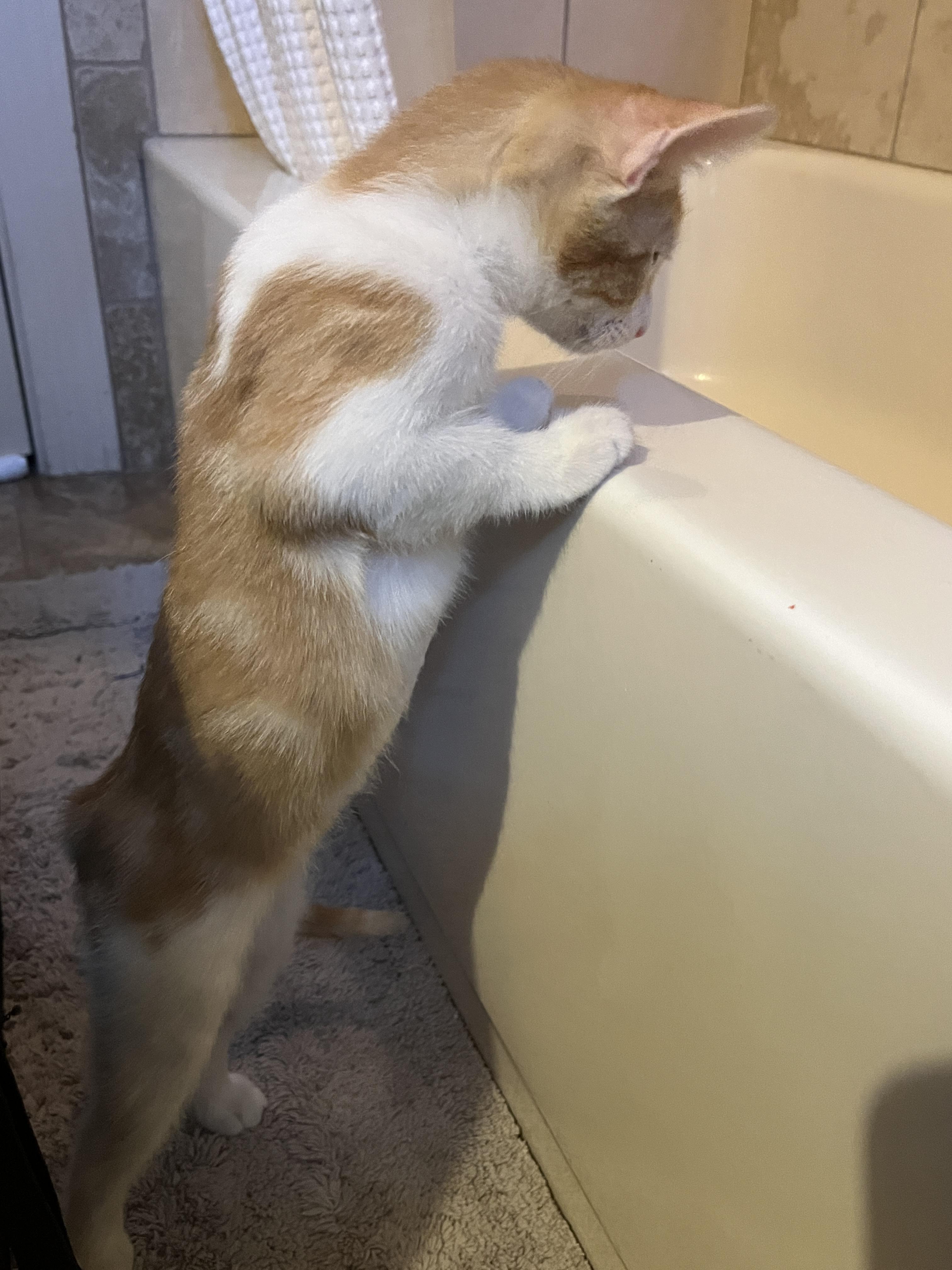 Enlarge Fanta Orange, a Adoptable mixed breed in Phoenix , AZ image 4/5