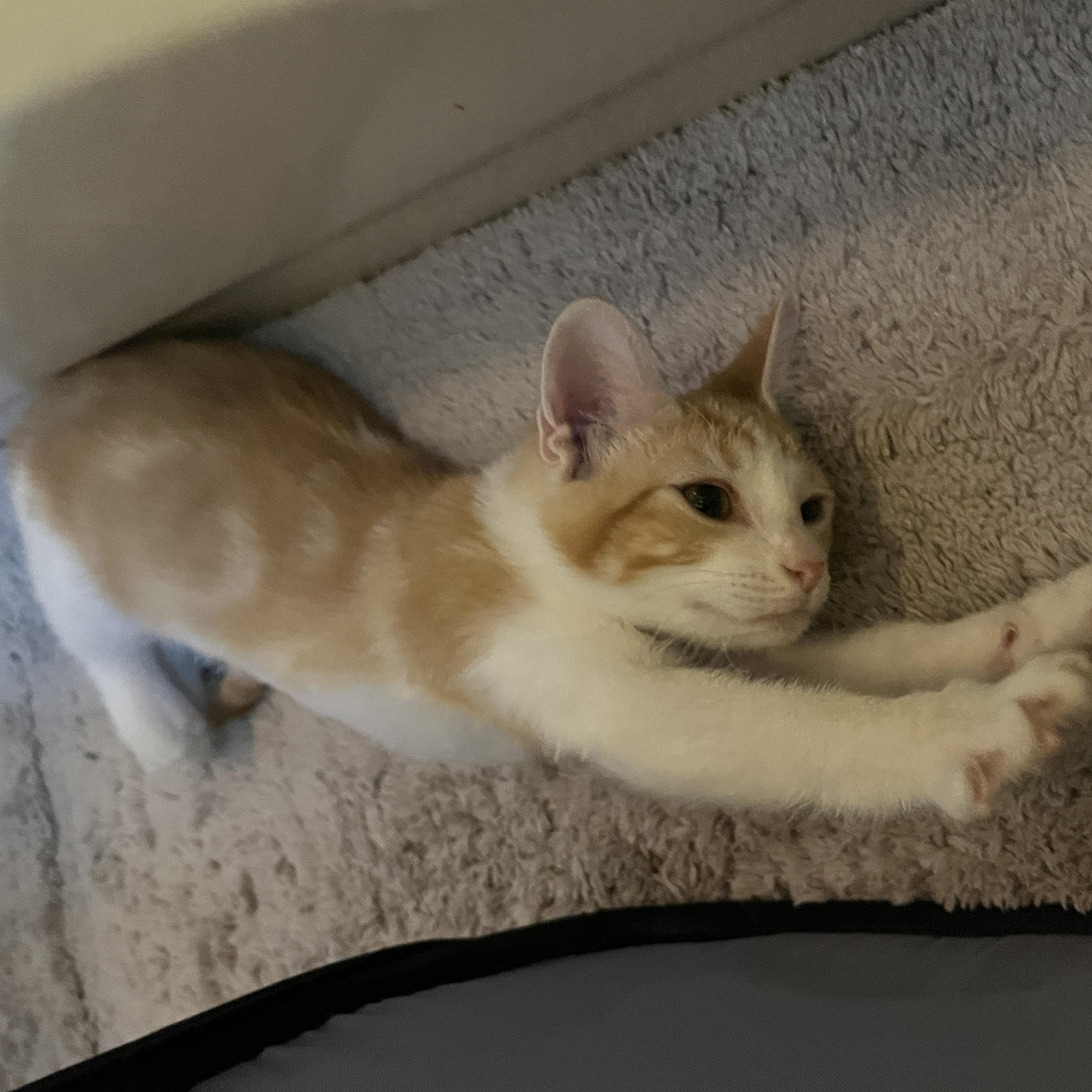 Enlarge Fanta Orange, a Adoptable mixed breed in Phoenix , AZ image 2/5