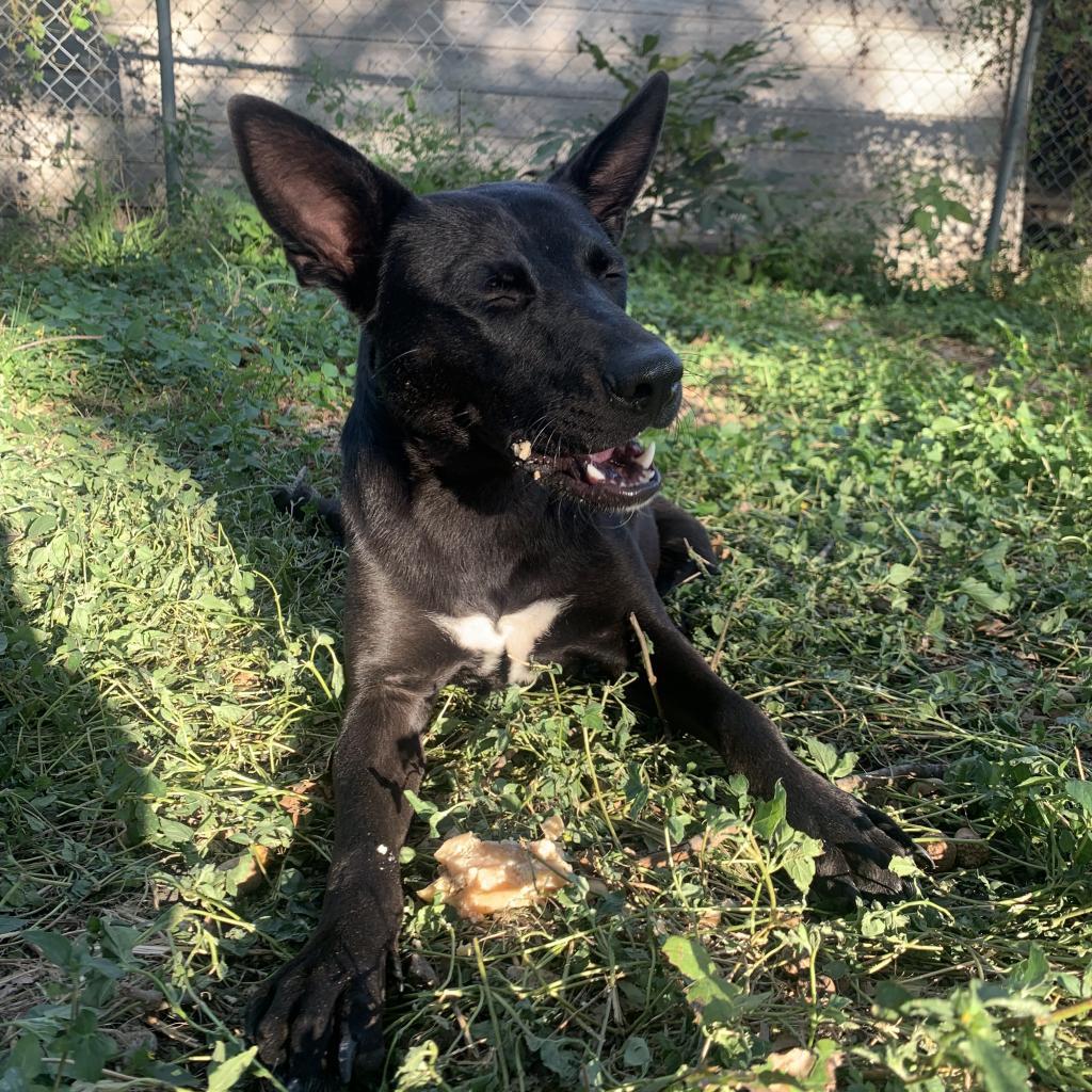 Jubilee, Adoptable, Adult Female Cattle Dog.