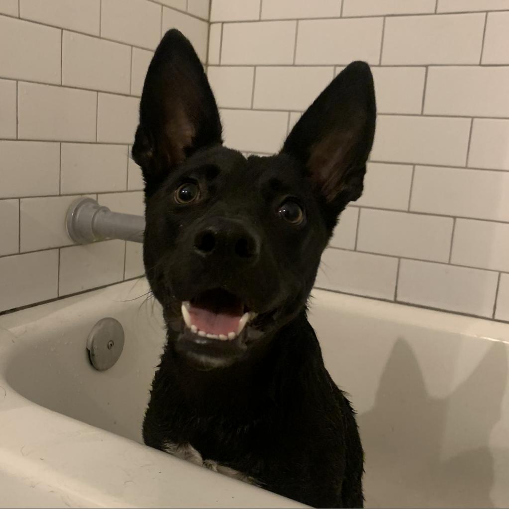 Jubilee, a Adoptable mixed breed in Sparks, NV image 2/6