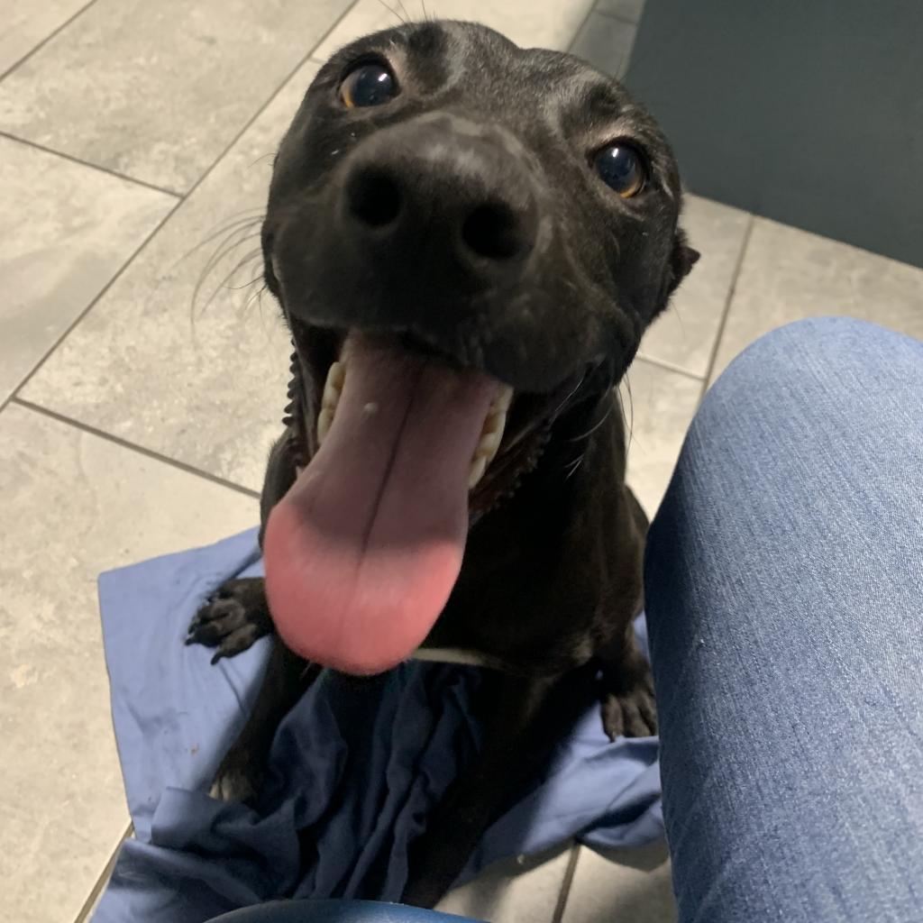 Jubilee, a Adoptable mixed breed in Sparks, NV image 3/6