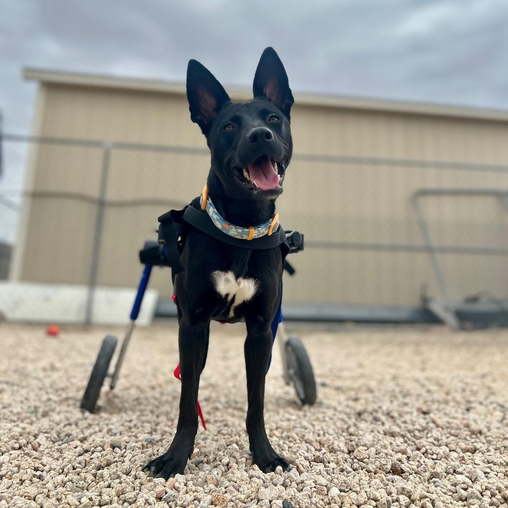 Jubilee, a Adoptable mixed breed in Sparks, NV image 4/6