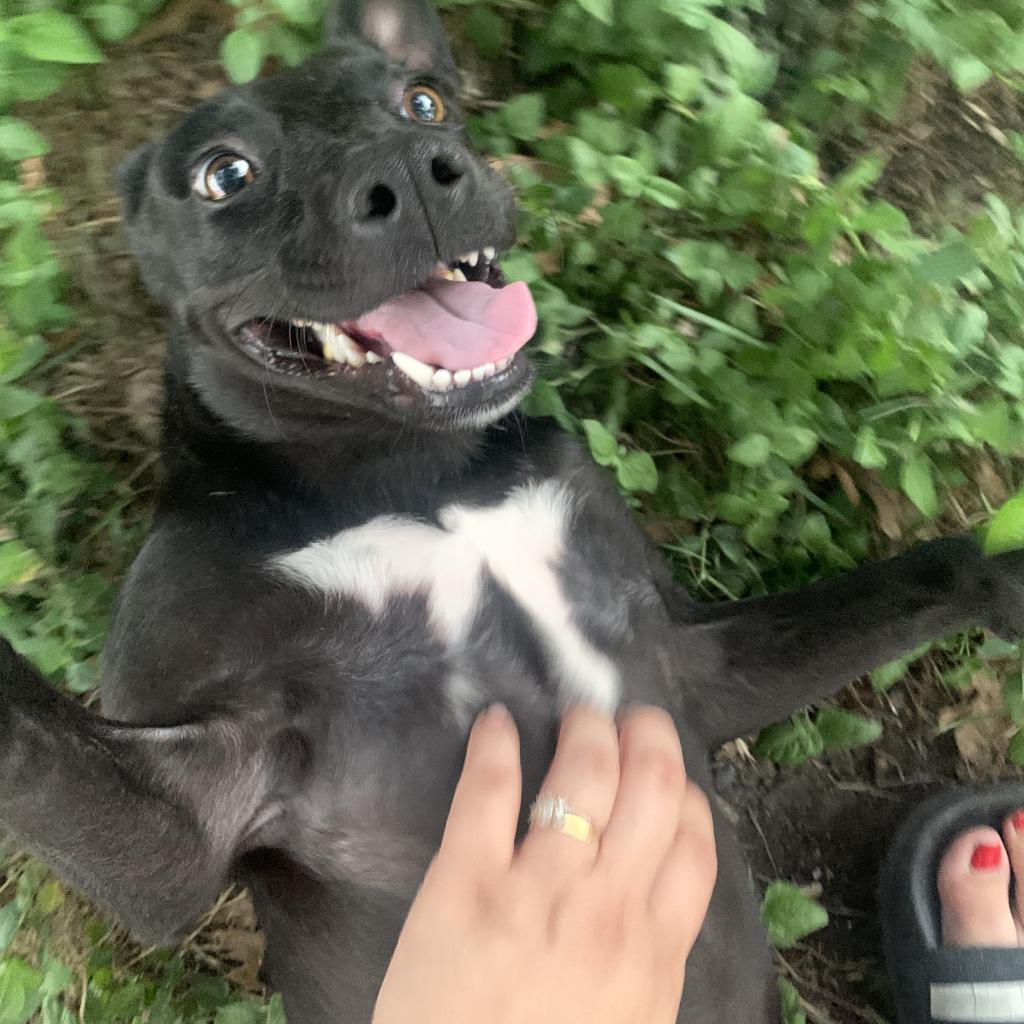 Jubilee, a Adoptable mixed breed in Sparks, NV image 5/6