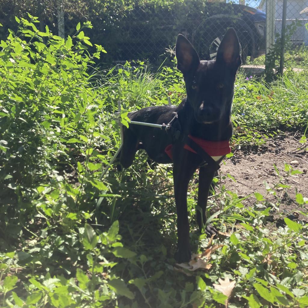 Jubilee, a Adoptable mixed breed in Sparks, NV image 6/6