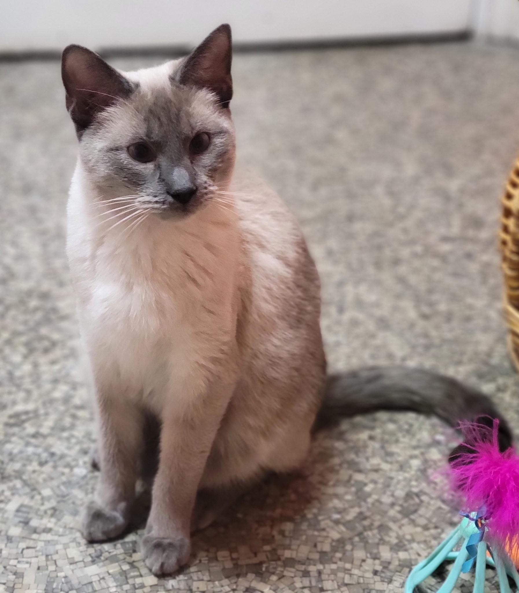 Enlarge Tootles, a ADOPTABLE Siamese in Memphis, TN image 3/4