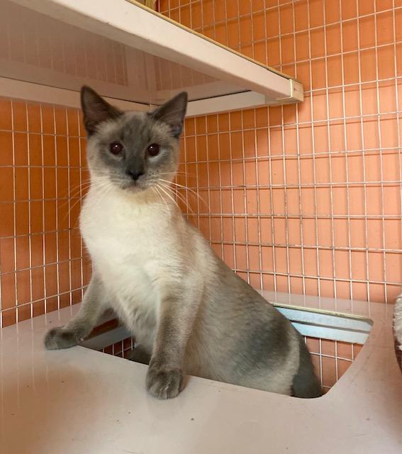 Enlarge Tootles, a ADOPTABLE Siamese in Memphis, TN image 2/4