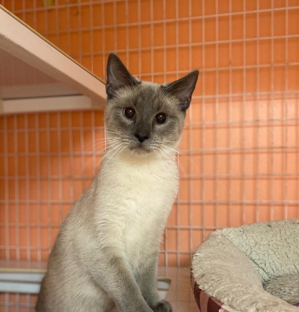 Enlarge Tootles, a ADOPTABLE Siamese in Memphis, TN image 1/4