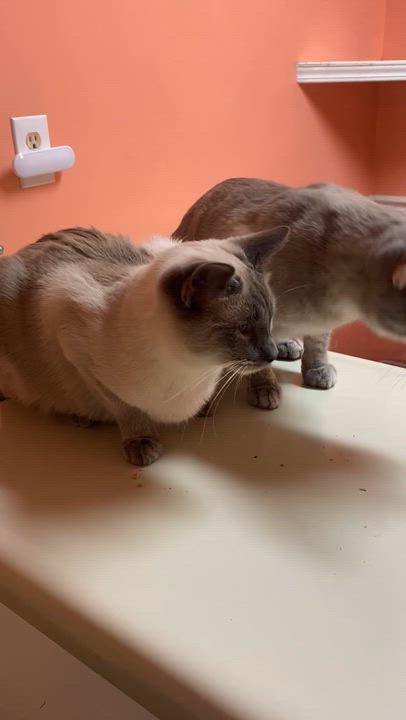 Enlarge Tootles, a ADOPTABLE Siamese in Memphis, TN video 4/4