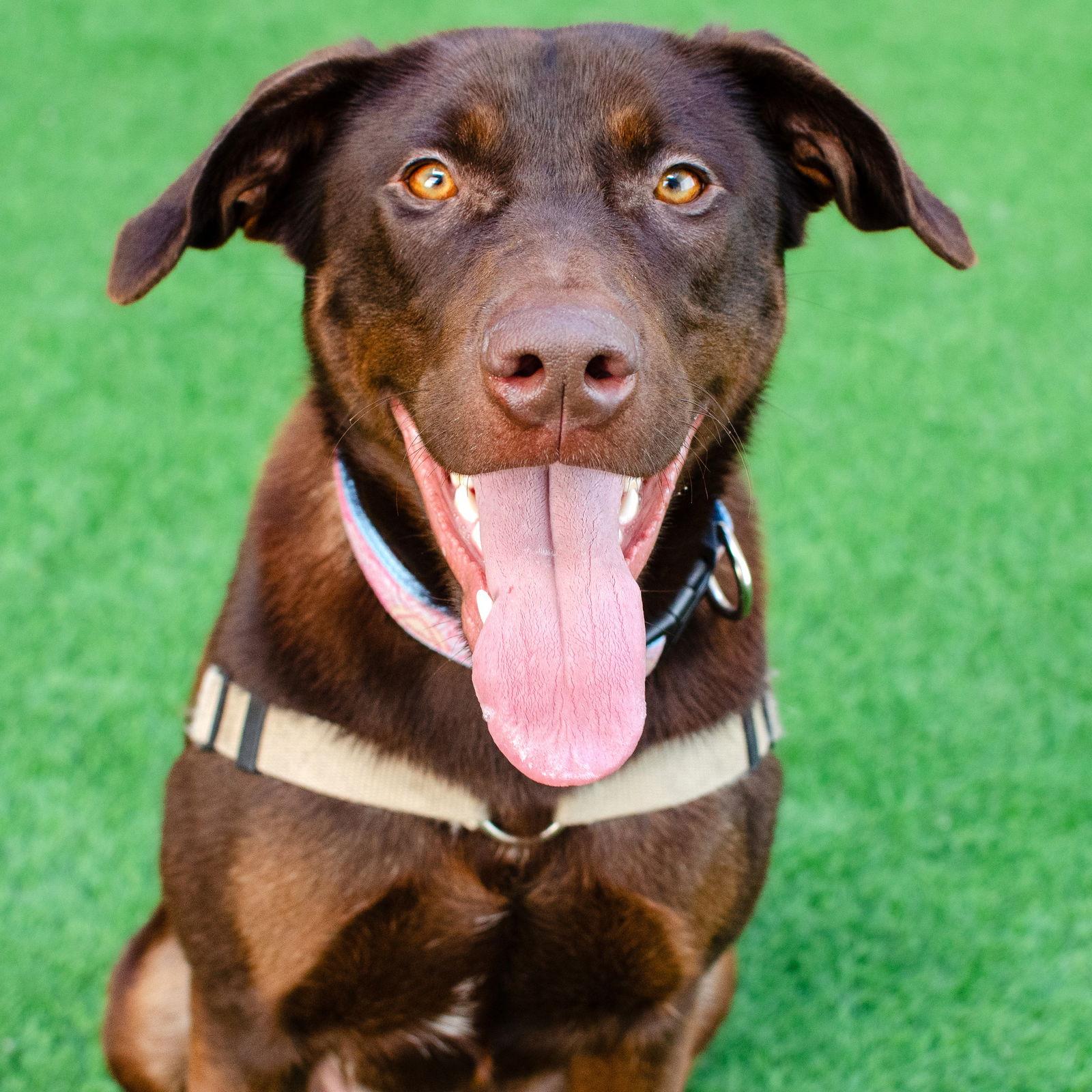 Enlarge Harper, a Adoptable Labrador Retriever in Burlingame, CA image 2/3