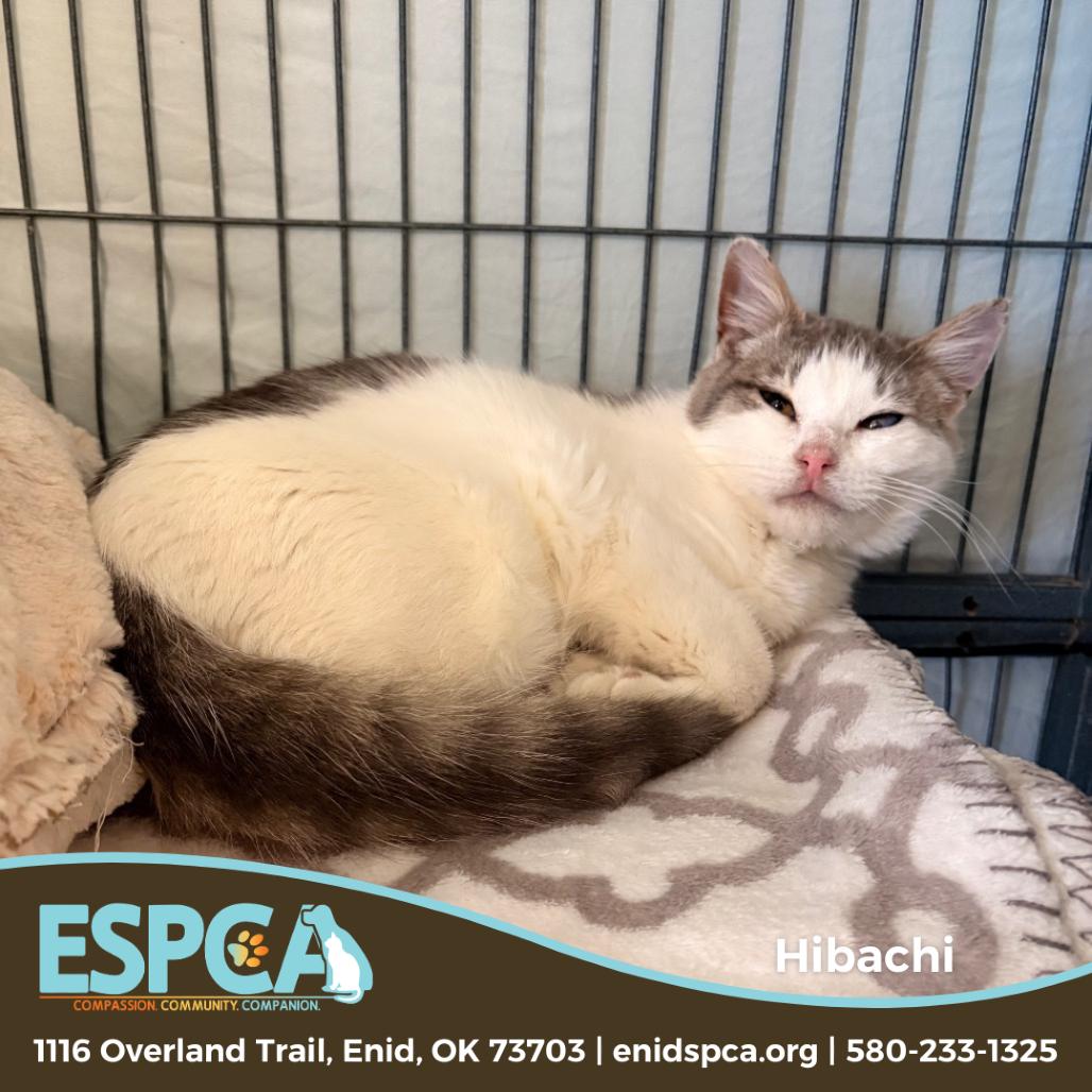 Hibachi, Adoptable, Young Male Domestic Short Hair.