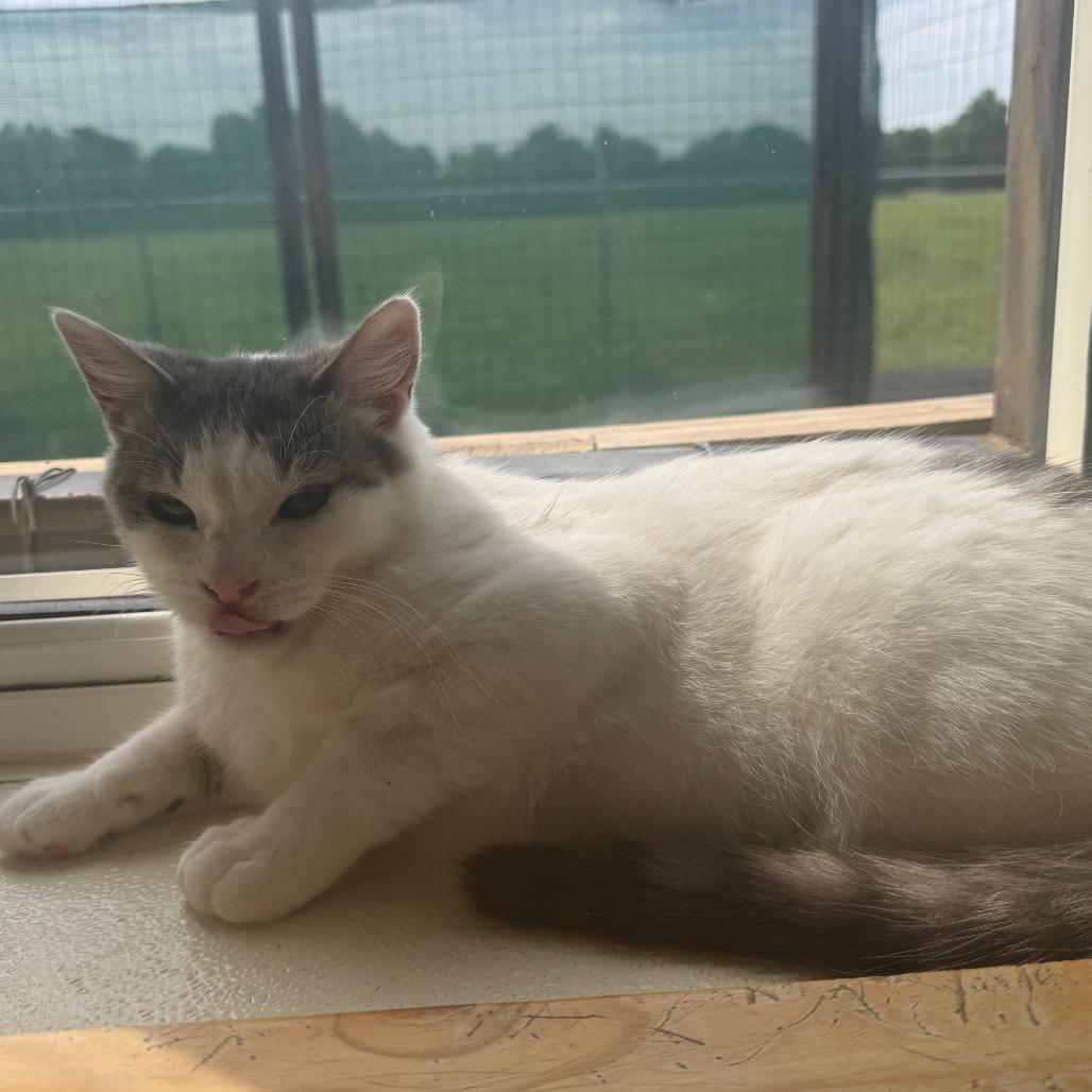 Enlarge Hibachi, a Adoptable Domestic Short Hair in Enid, OK image 2/3