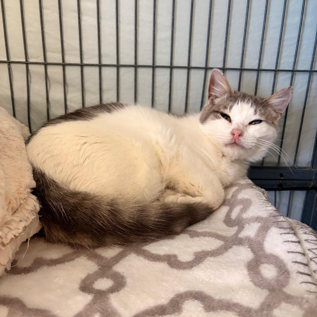 Enlarge Hibachi, a Adoptable Domestic Short Hair in Enid, OK image 3/3