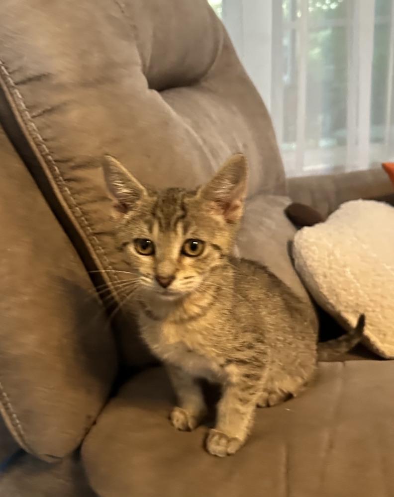 Pepsi, Adoptable, Kitten Female Domestic Short Hair.