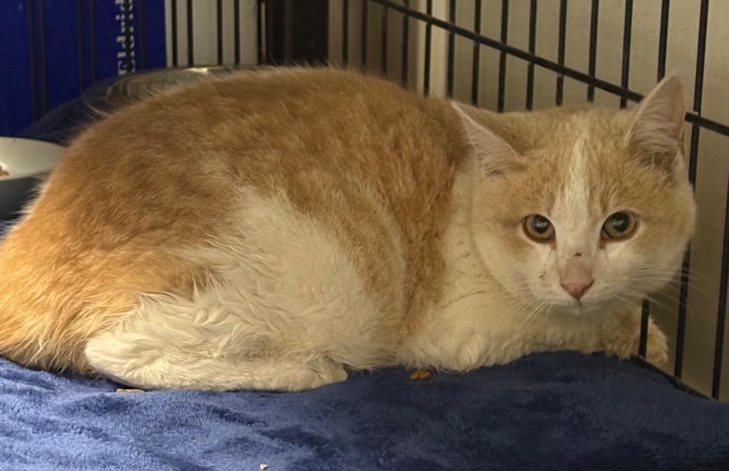 Subway Footlong, Adoptable, Kitten Male Domestic Medium Hair.