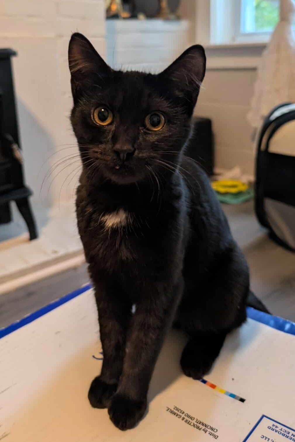 Enlarge Yelp, a Adoptable Domestic Short Hair in Lexington, KY image 3/6