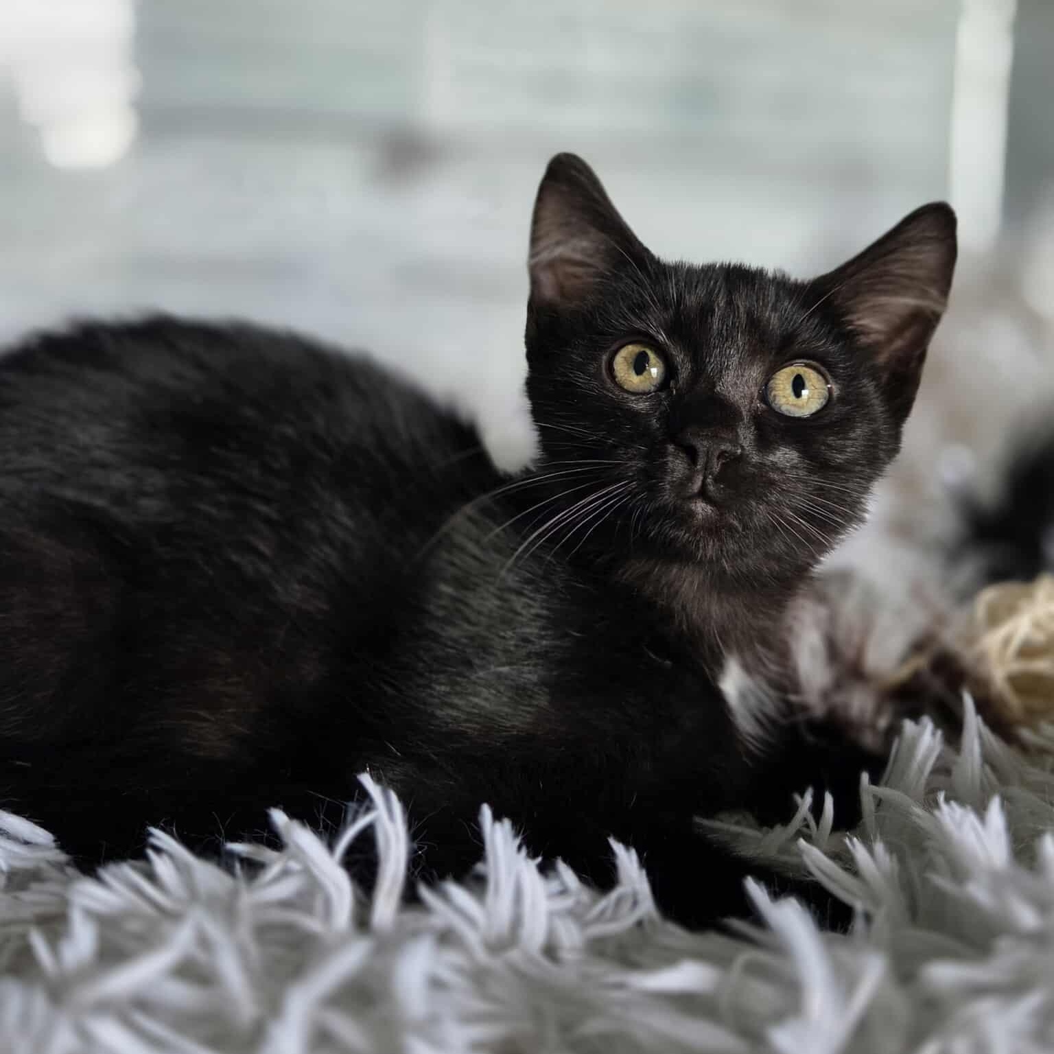 Enlarge Yelp, a Adoptable Domestic Short Hair in Lexington, KY image 5/6