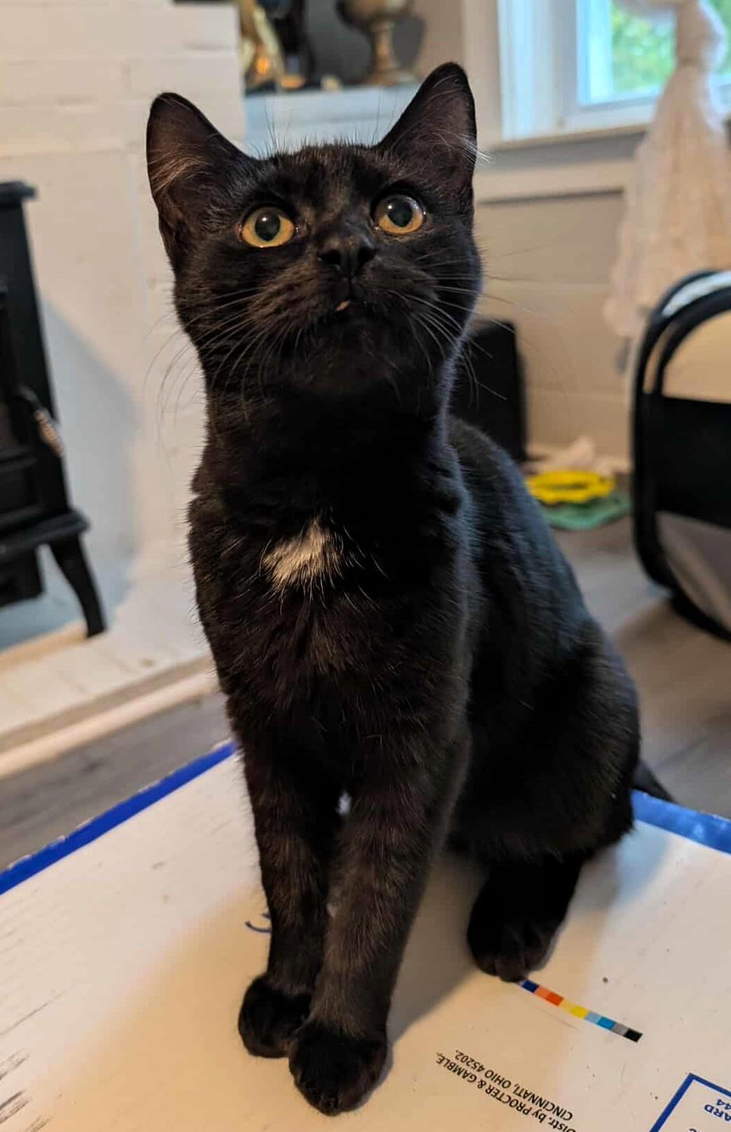Enlarge Yelp, a Adoptable Domestic Short Hair in Lexington, KY image 2/6