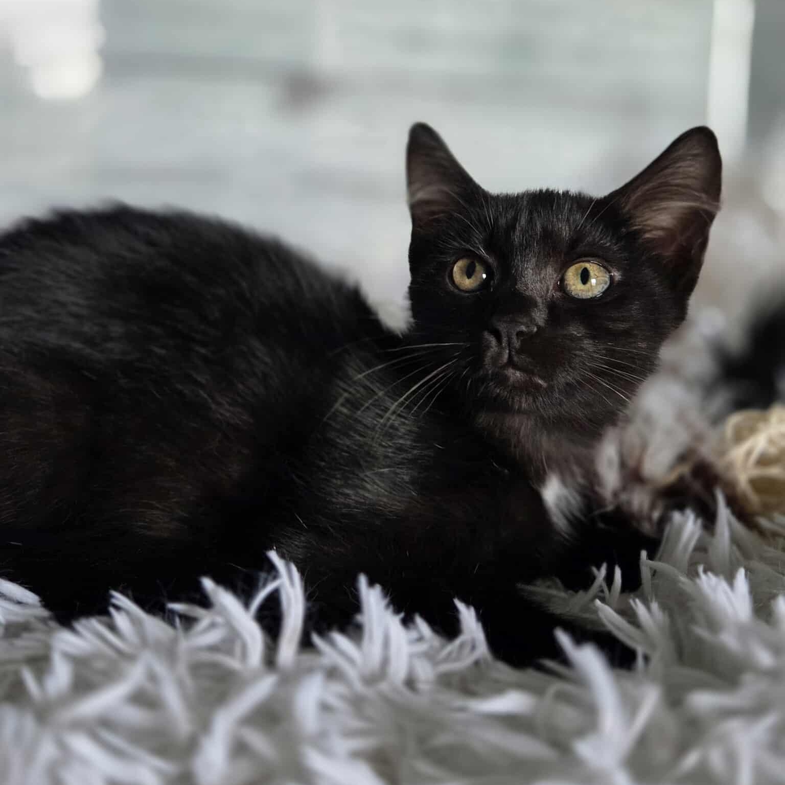 Enlarge Yelp, a Adoptable Domestic Short Hair in Lexington, KY image 6/6