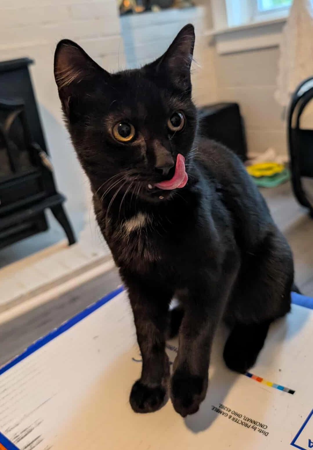 Yelp, Adoptable, Kitten Female Domestic Short Hair.