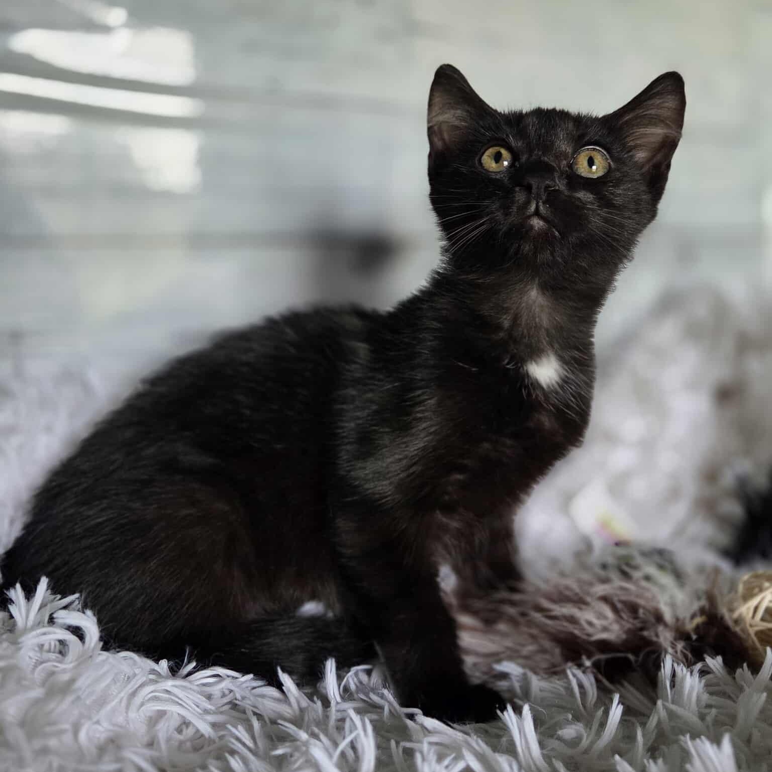 Enlarge Yelp, a Adoptable Domestic Short Hair in Lexington, KY image 4/6