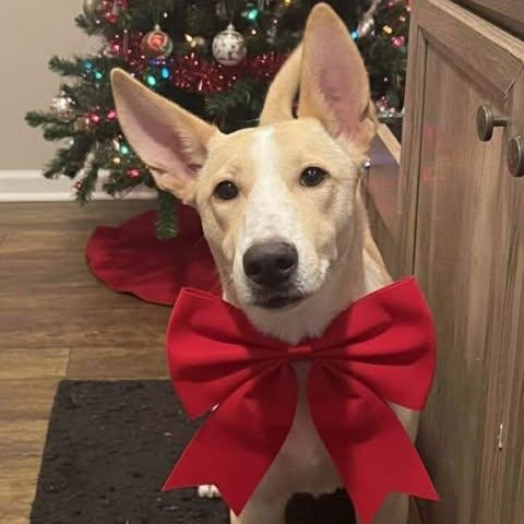 Yogie, Adoptable, Young Male Mixed Breed.