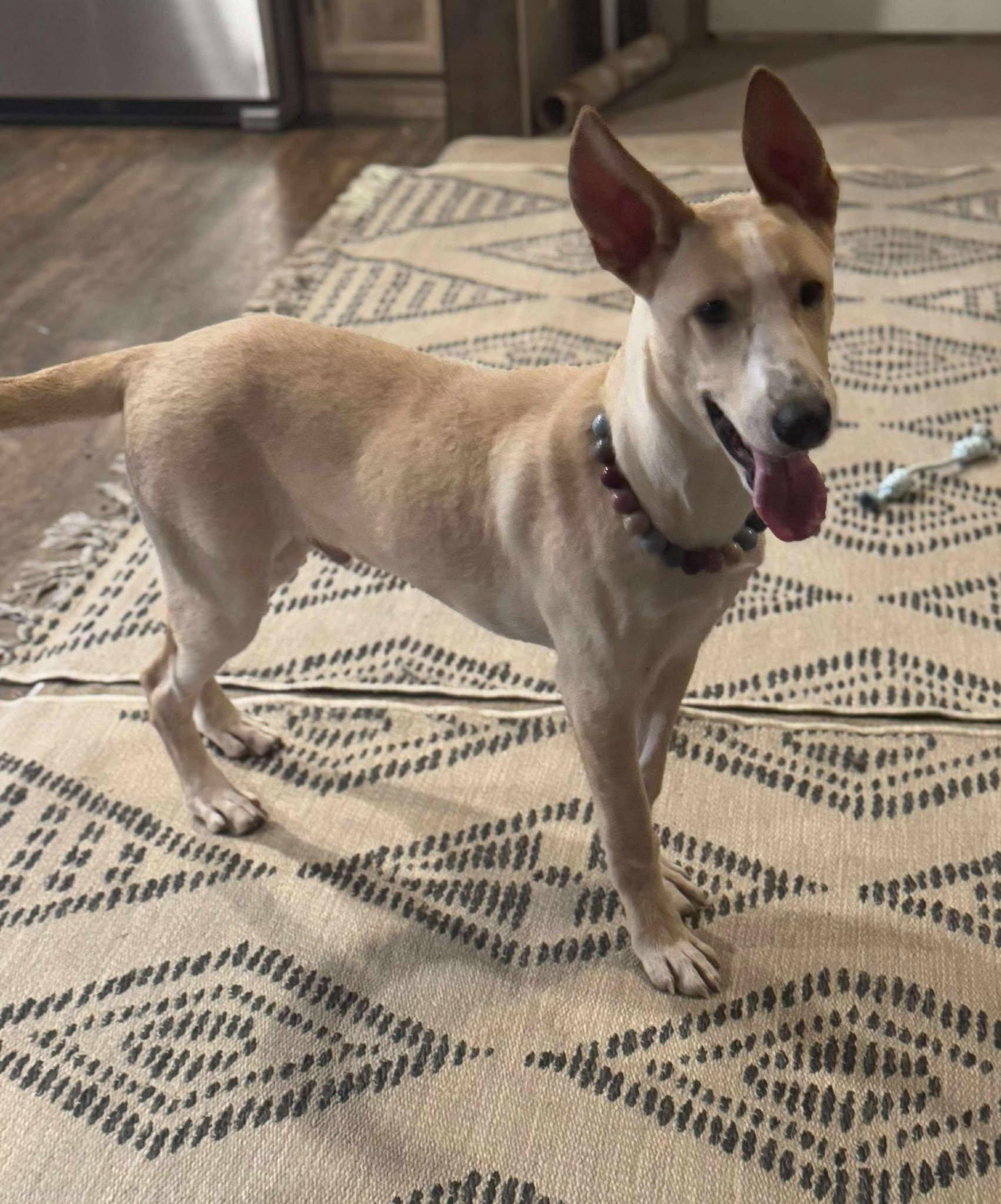 Yogie, a Adoptable Mixed Breed in Edison, NJ image 4/4