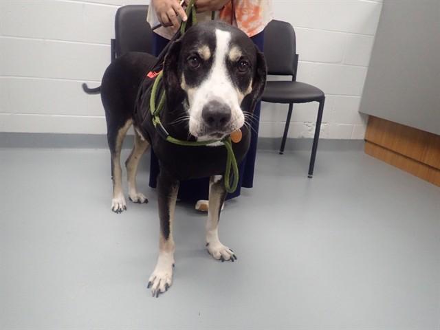 SNOOPY, Adoptable, Adult Male Hound.