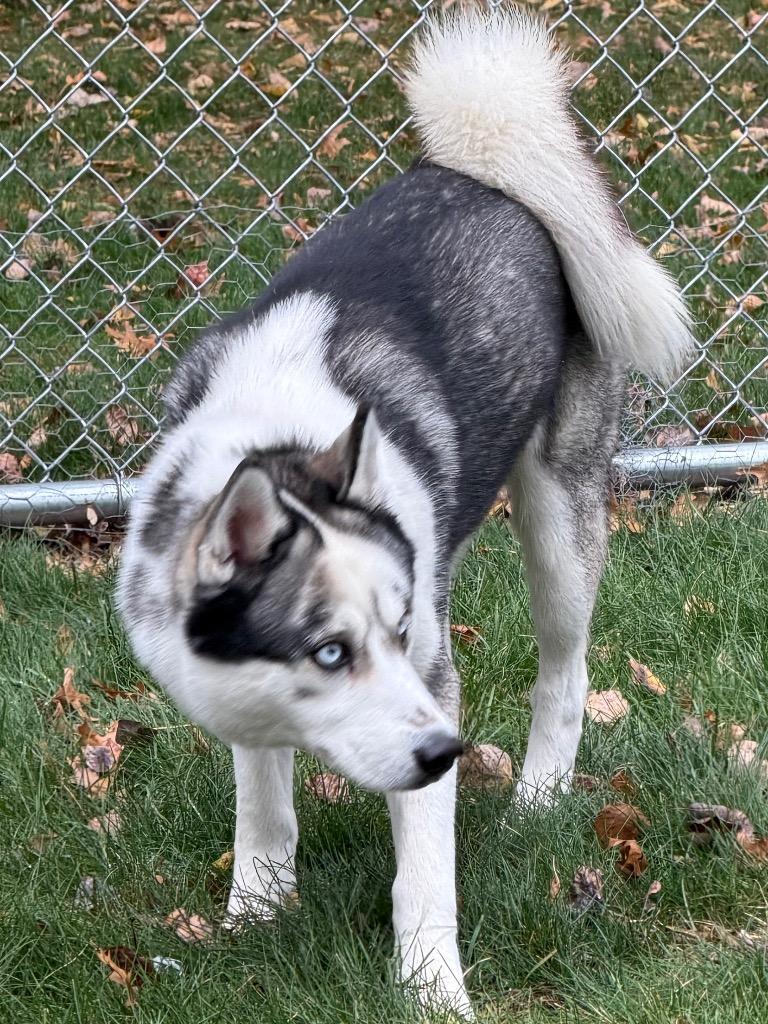 Enlarge Cash, a Adoptable Husky in Amery, WI image 4/4