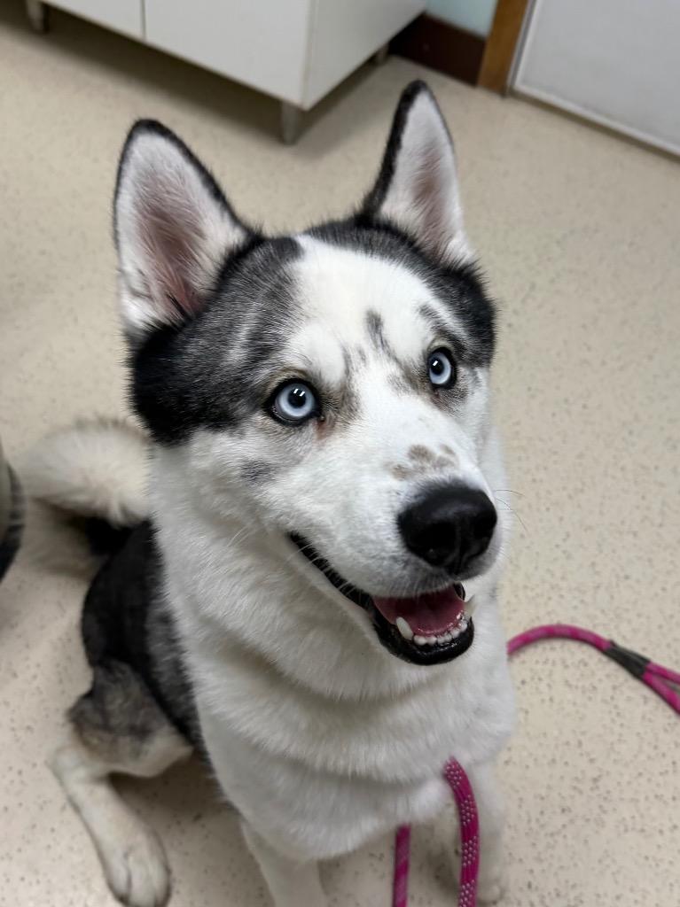 Cash, Adoptable, Young Male Husky.