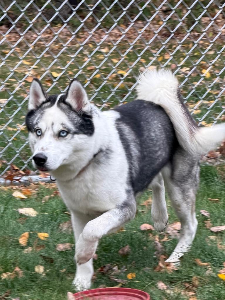 Enlarge Cash, a Adoptable Husky in Amery, WI image 2/4