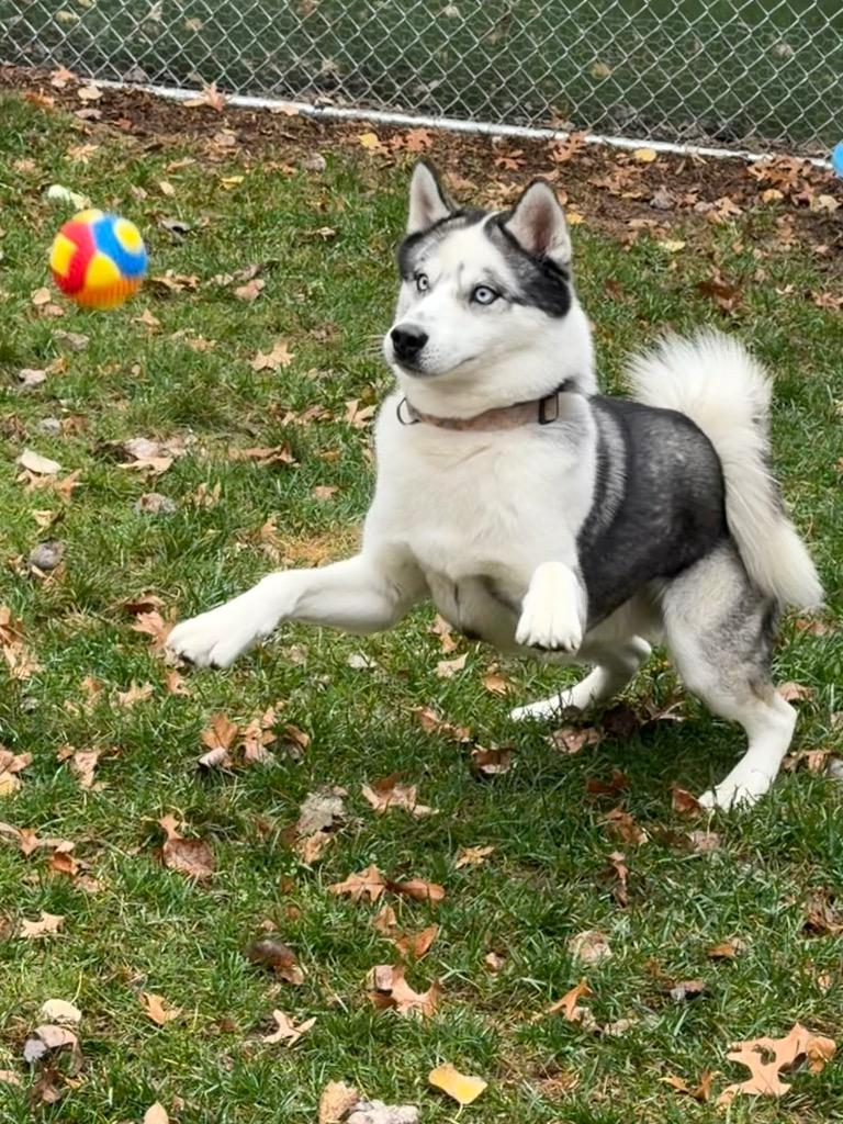 Enlarge Cash, a Adoptable Husky in Amery, WI image 3/4