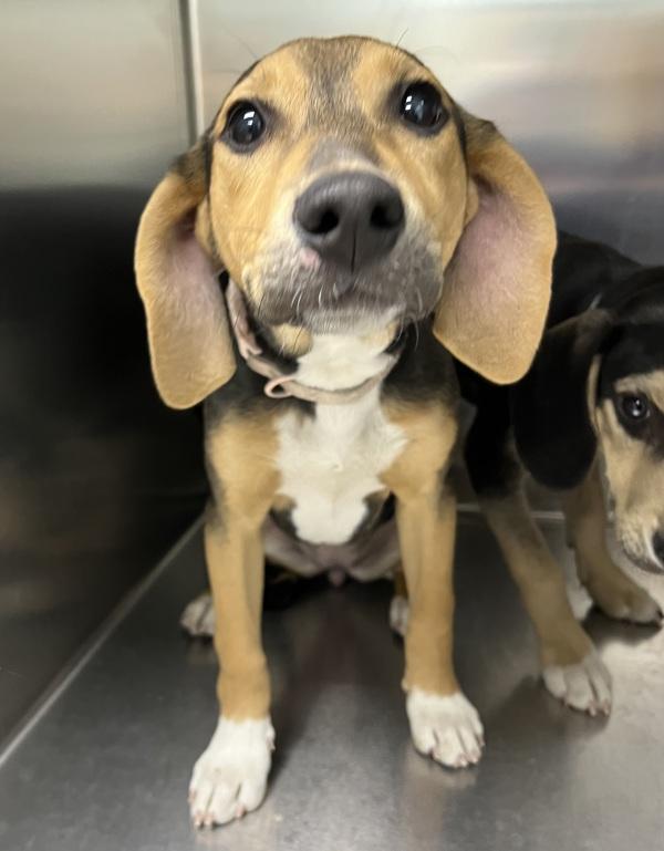 Cricket, Adoptable, Puppy Female Hound & Shepherd.