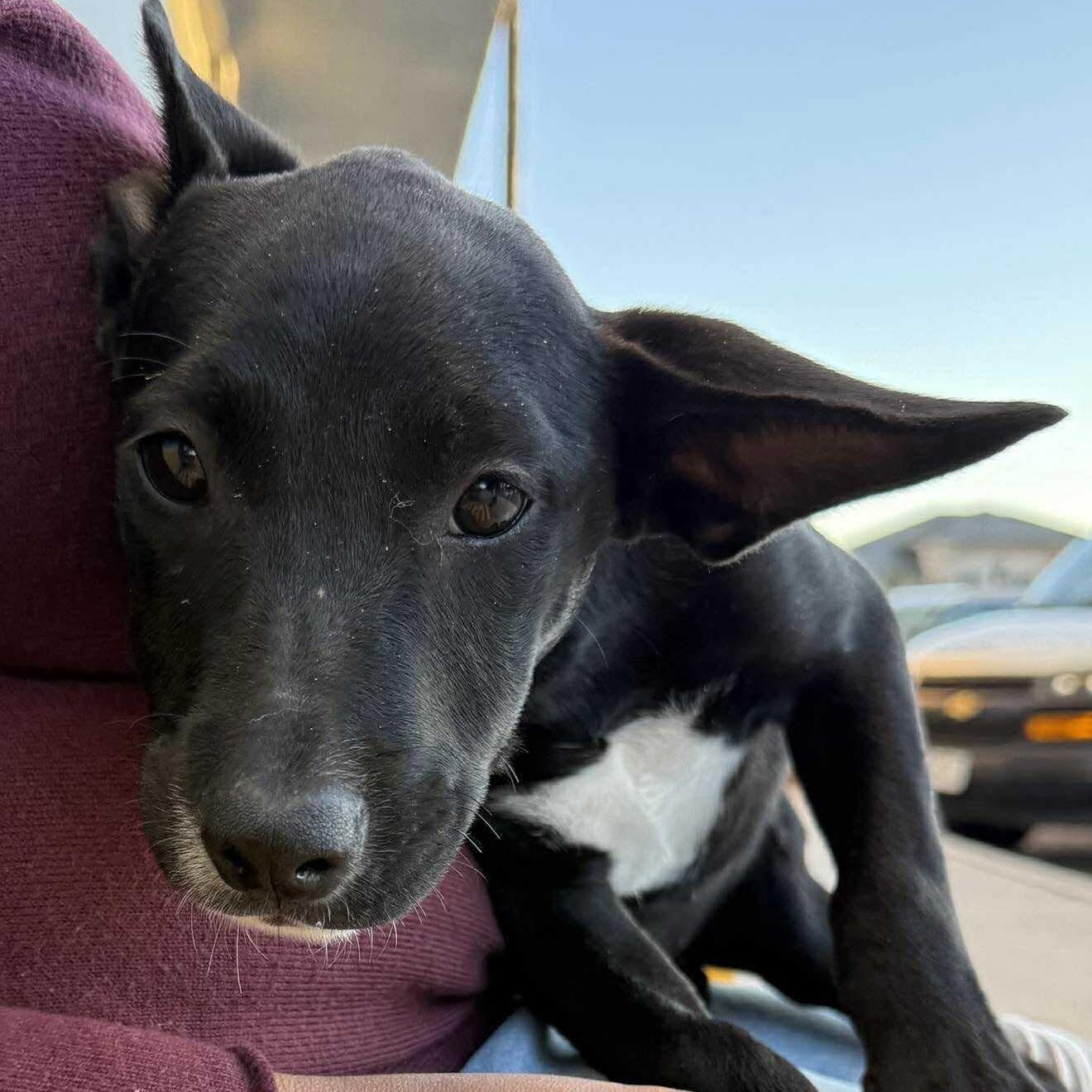 Pistachio, a Adoptable mixed breed in Latham, NY image 2/6