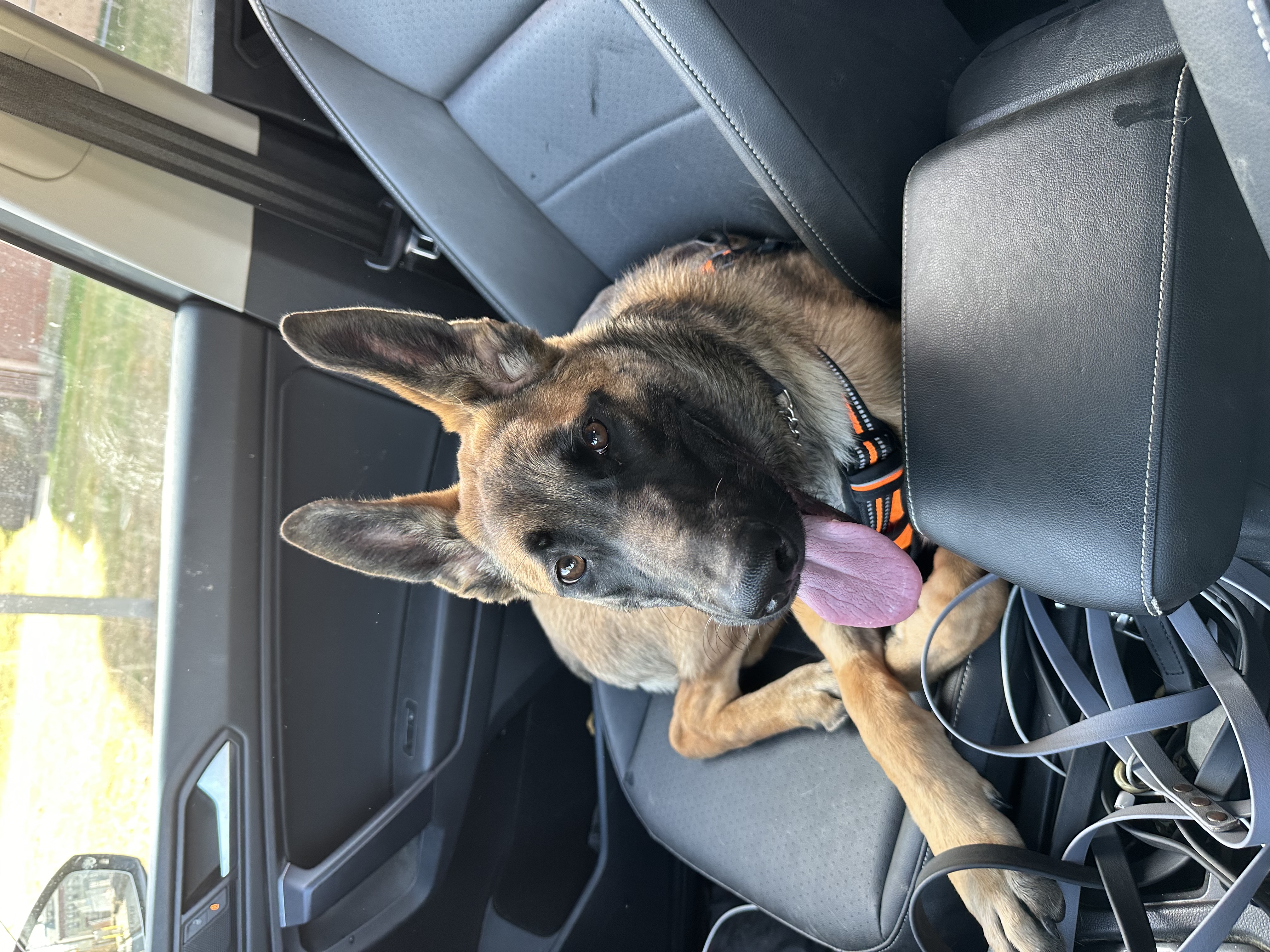 Enlarge Rosie, a Adopted mixed breed in Attleboro, MA image 4/6