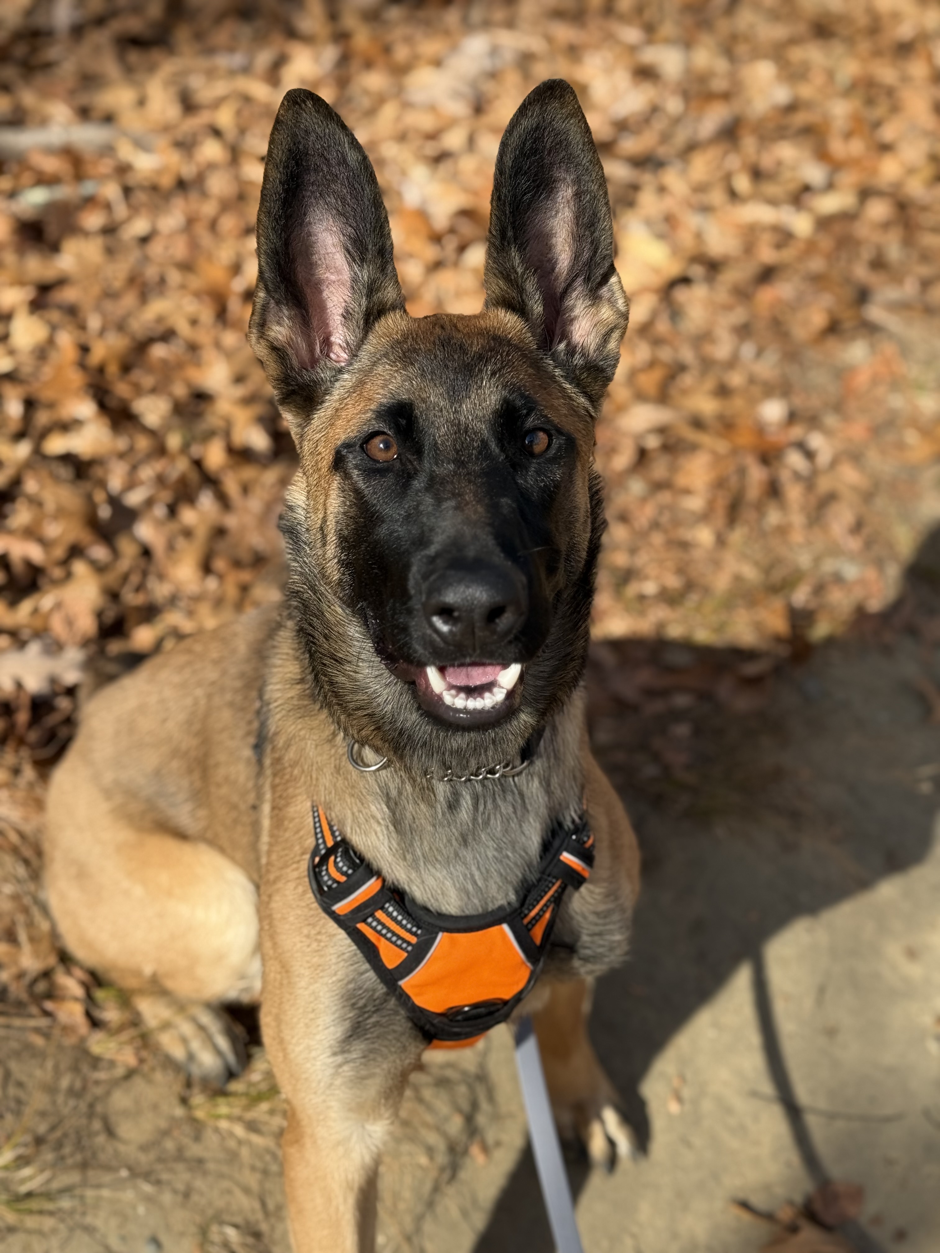 Enlarge Rosie, a Adopted mixed breed in Attleboro, MA image 1/6