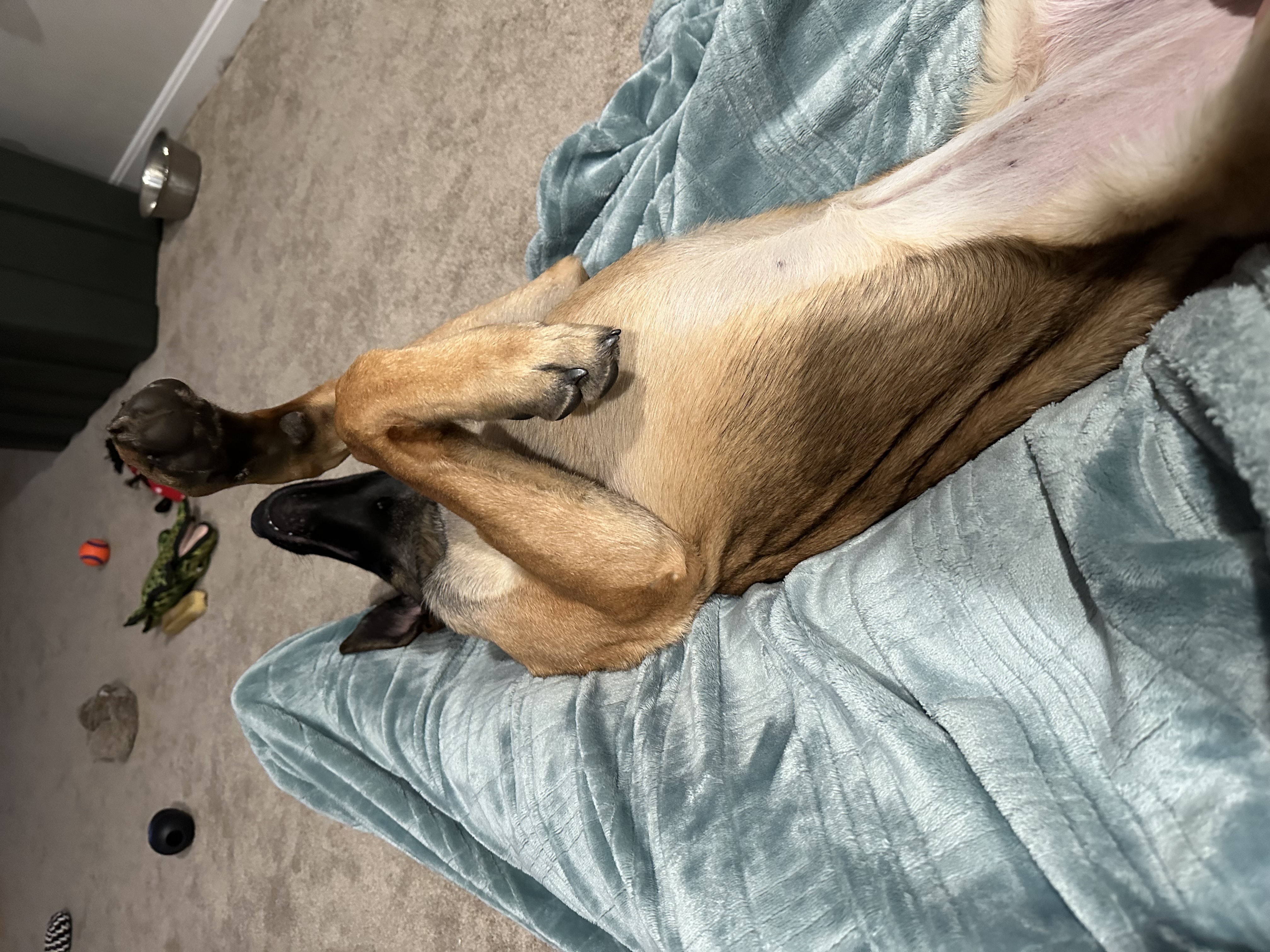 Enlarge Rosie, a Adopted mixed breed in Attleboro, MA image 6/6