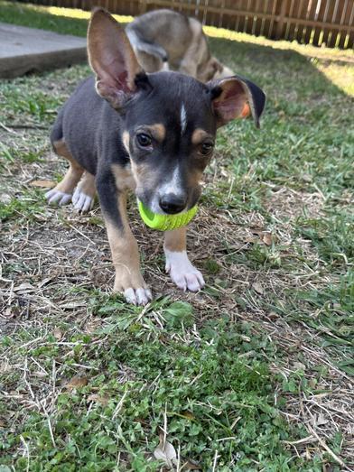 Penne — thumbnail 3