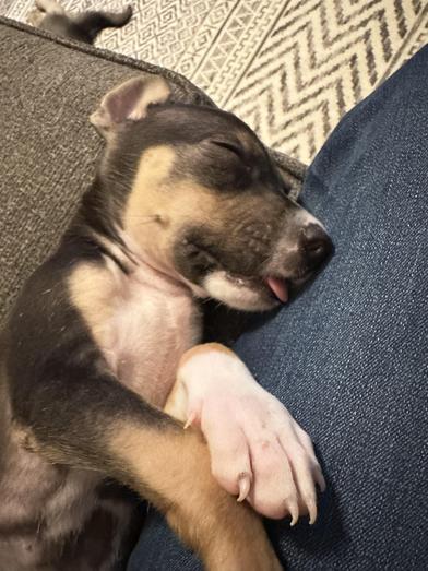 Penne — thumbnail 4