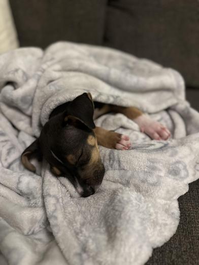 Penne — thumbnail 6