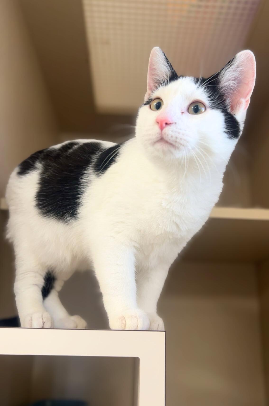 Enlarge Soda Pop, an adopted Domestic Short Hair in Quincy, IL image 2/2