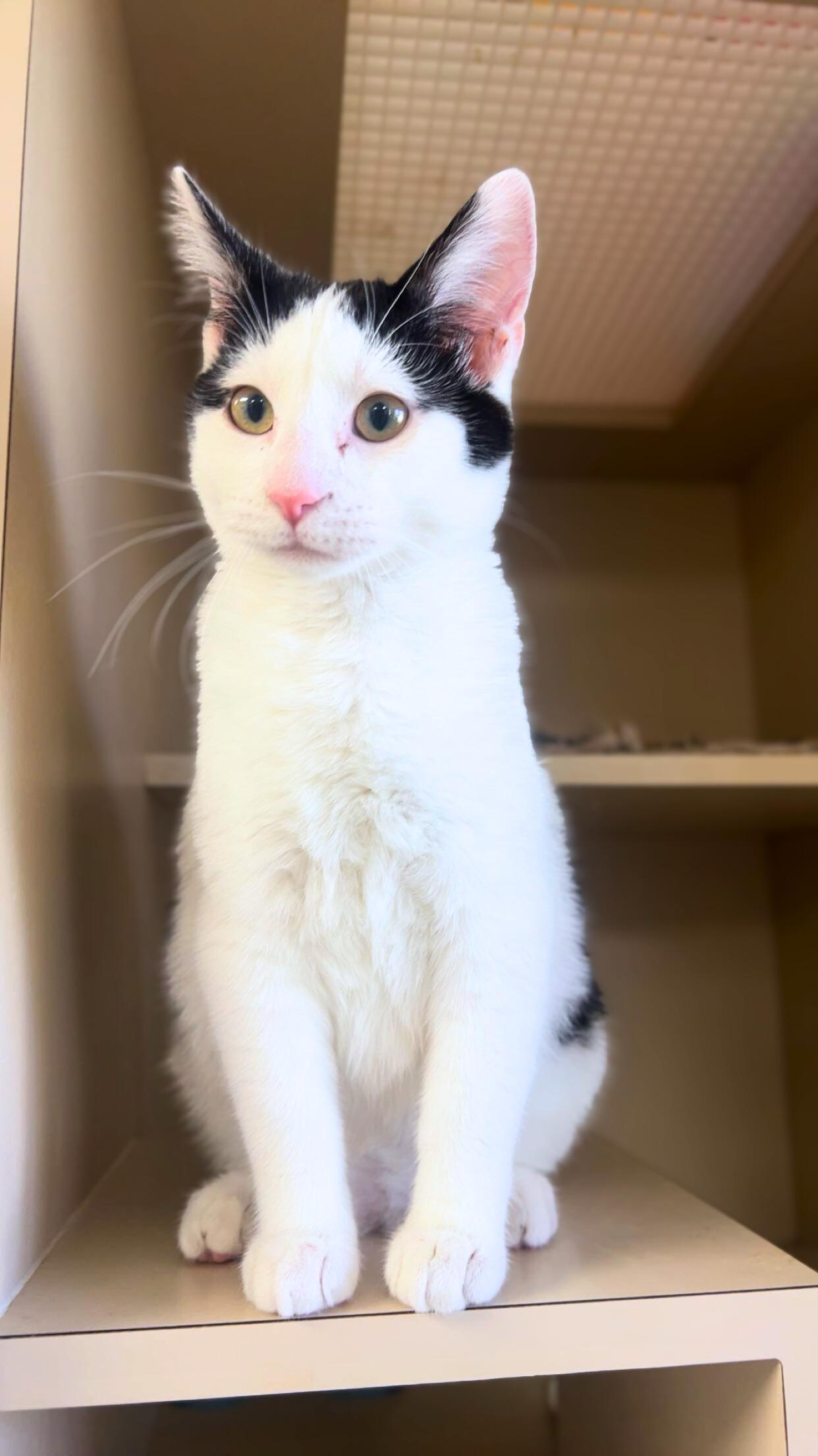 Enlarge Soda Pop, an adopted Domestic Short Hair in Quincy, IL image 1/2