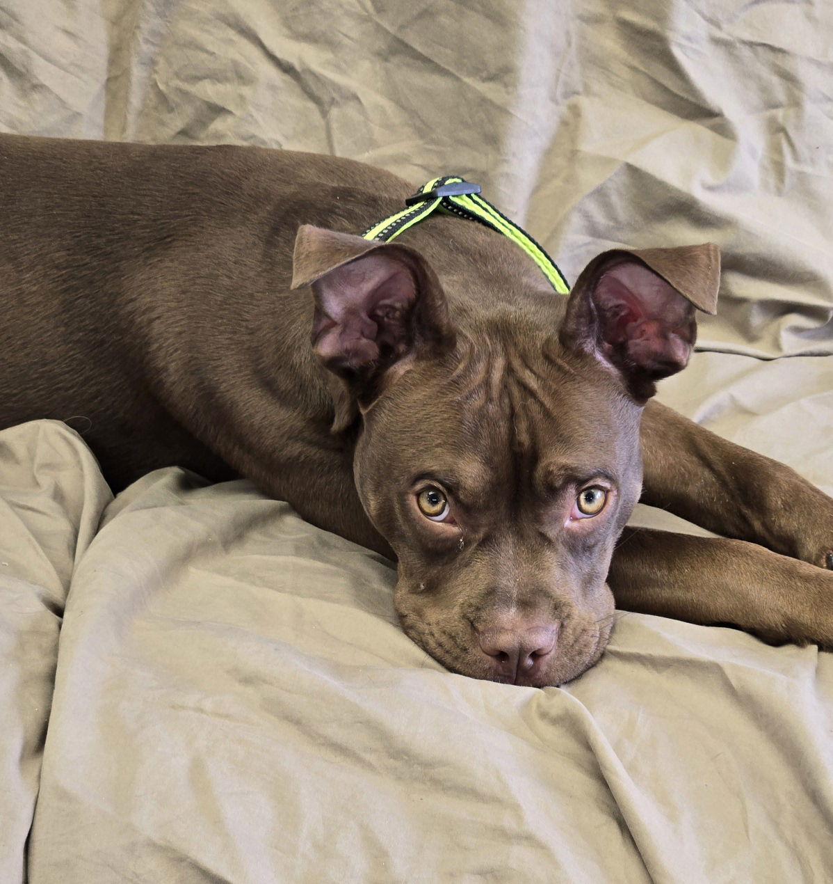 Enlarge Rudy, a Adoptable Boxer in Cliffwood, NJ image 1/3