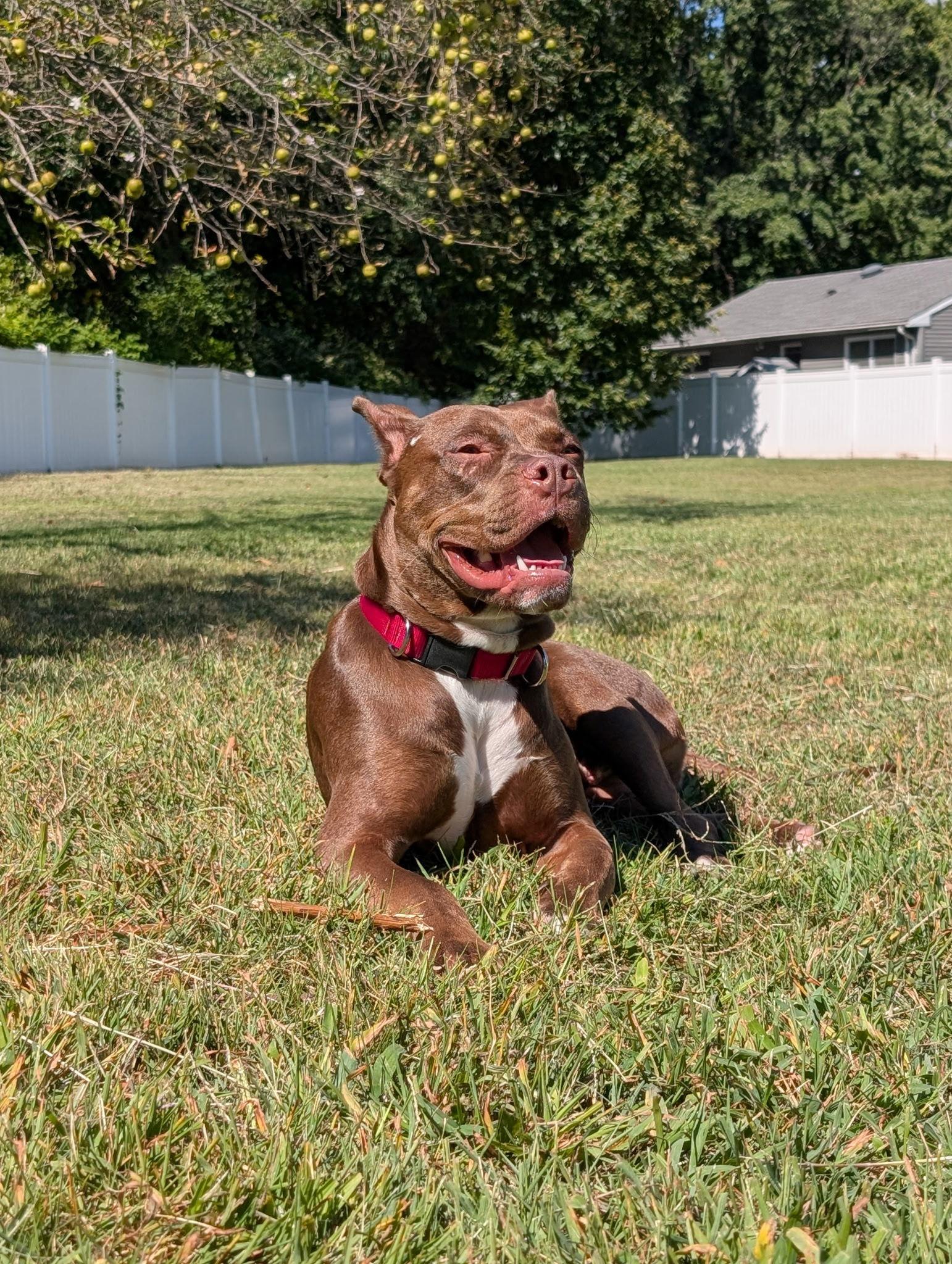 Enlarge Rudy, a Adoptable Boxer in Cliffwood, NJ image 2/3