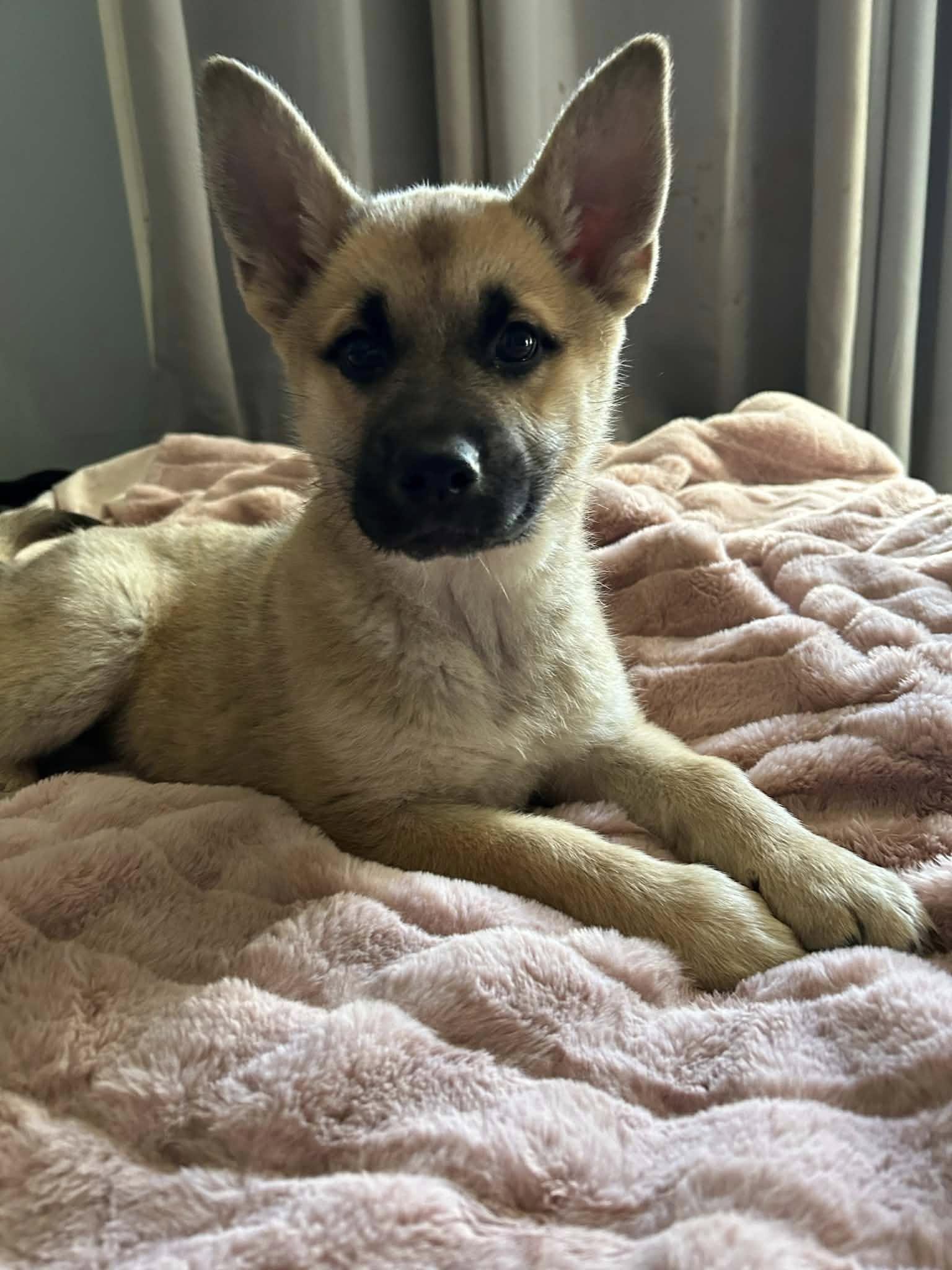Jade, ADOPTABLE, Puppy Female German Shepherd Dog.