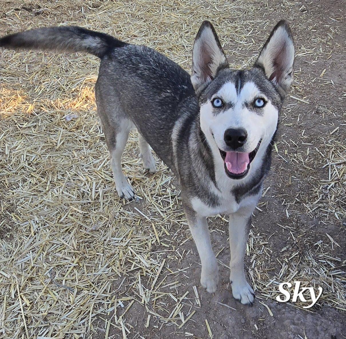 Enlarge Sky, a Adoptable mixed breed in Grove City, OH image 1/2