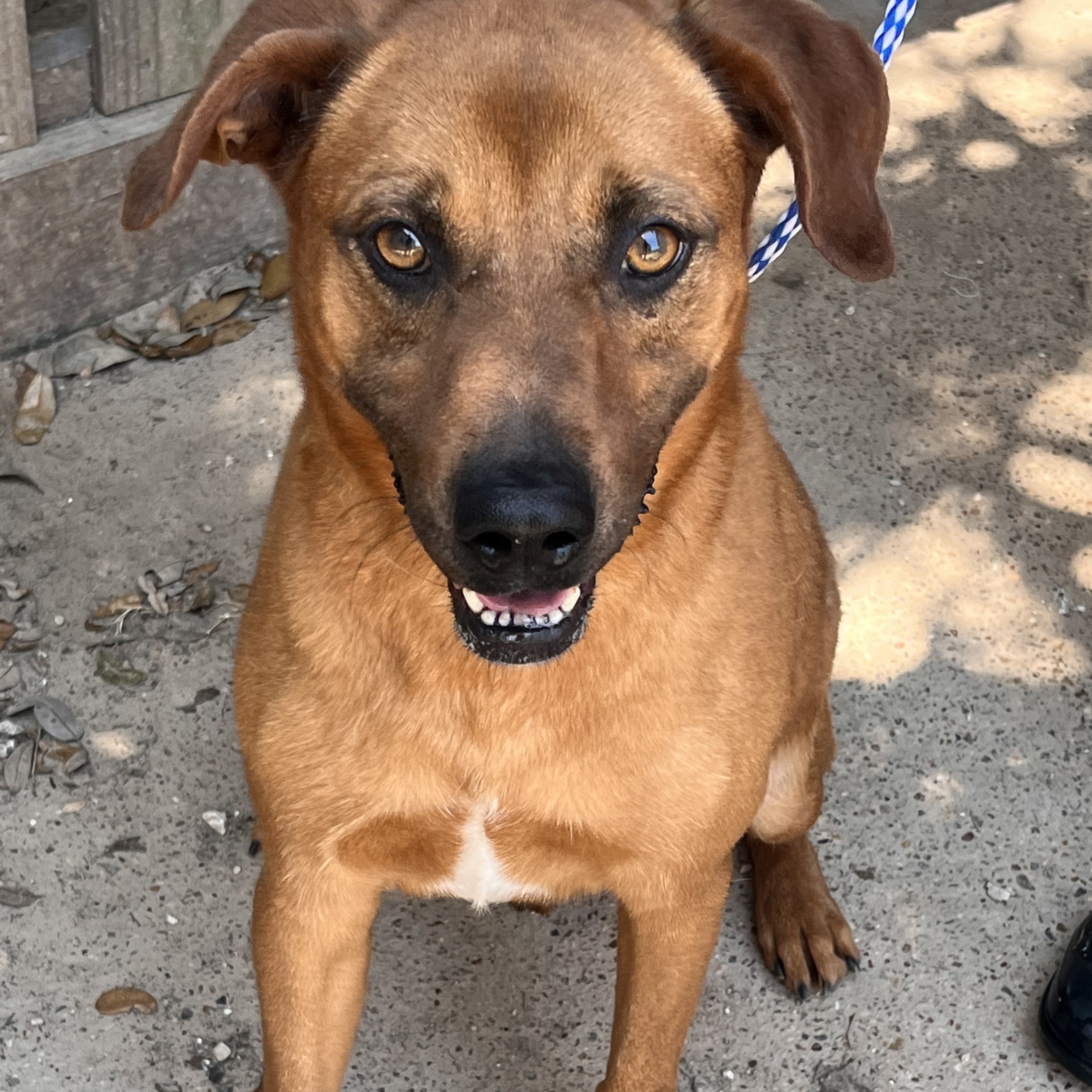 Hannigan — thumbnail 2