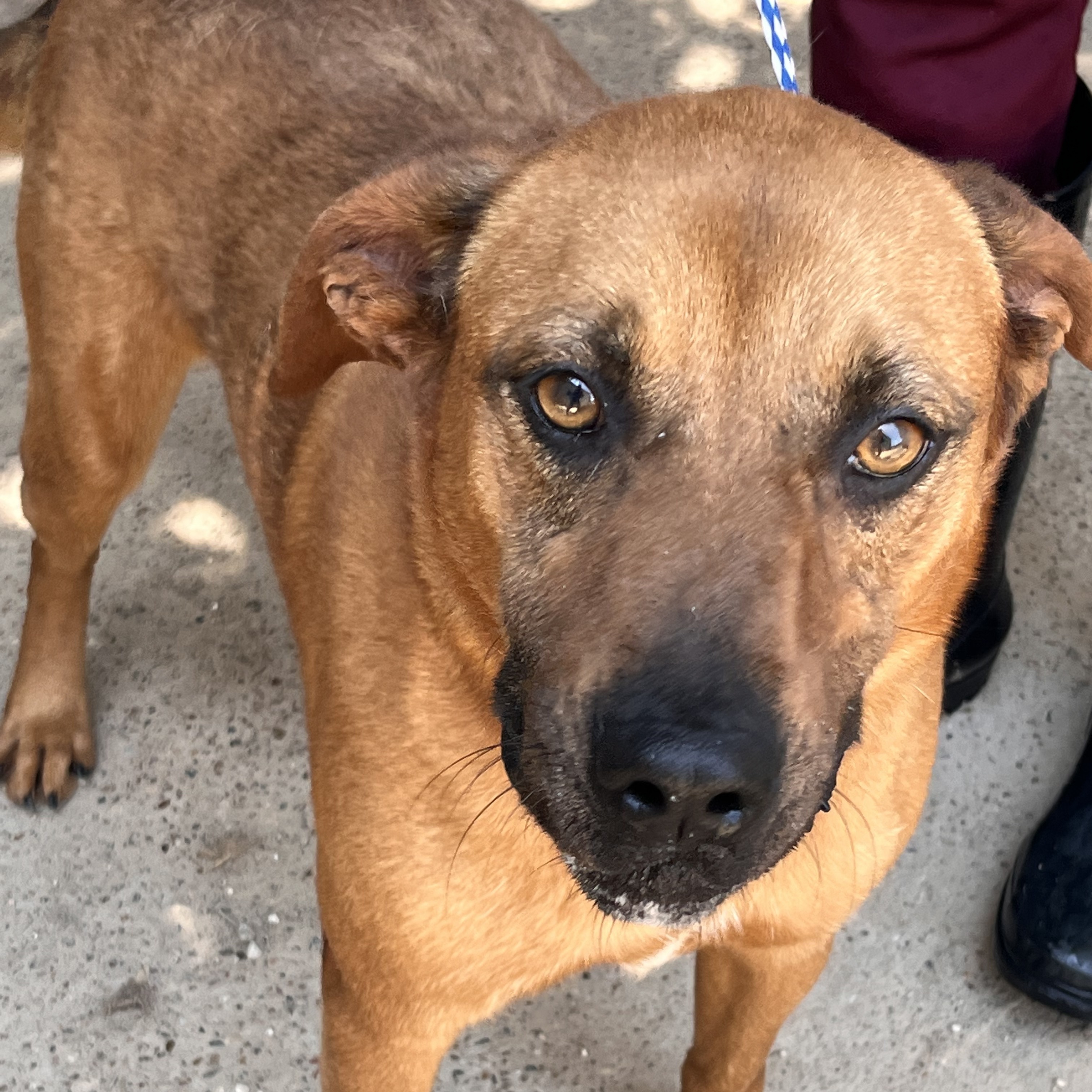 Hannigan — thumbnail 3