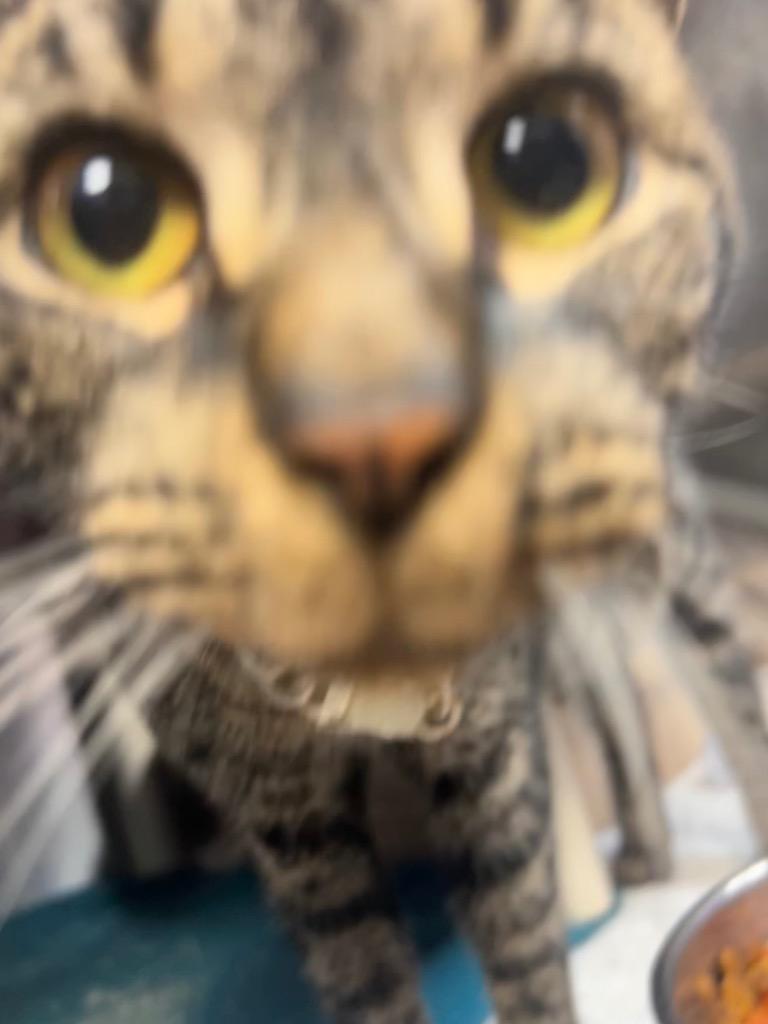 Carey, Adoptable, Adult Female Domestic Short Hair.